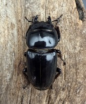 【WD】《ダイオウヒラタ アルゴプーロ産 82.5mm ペア》