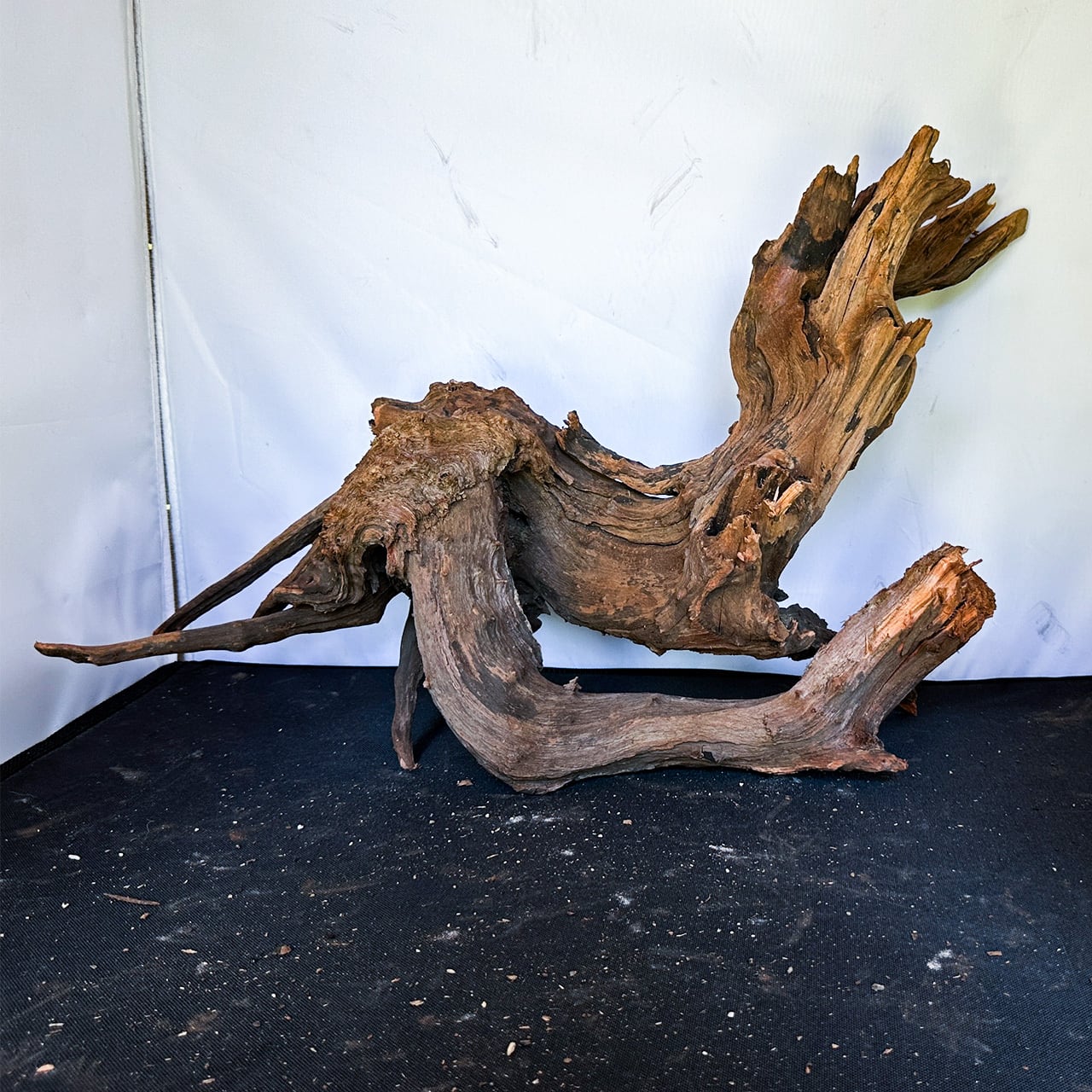 威厳と美を極めた造形の象徴】ディープホーンウッド/Deep Hornwood