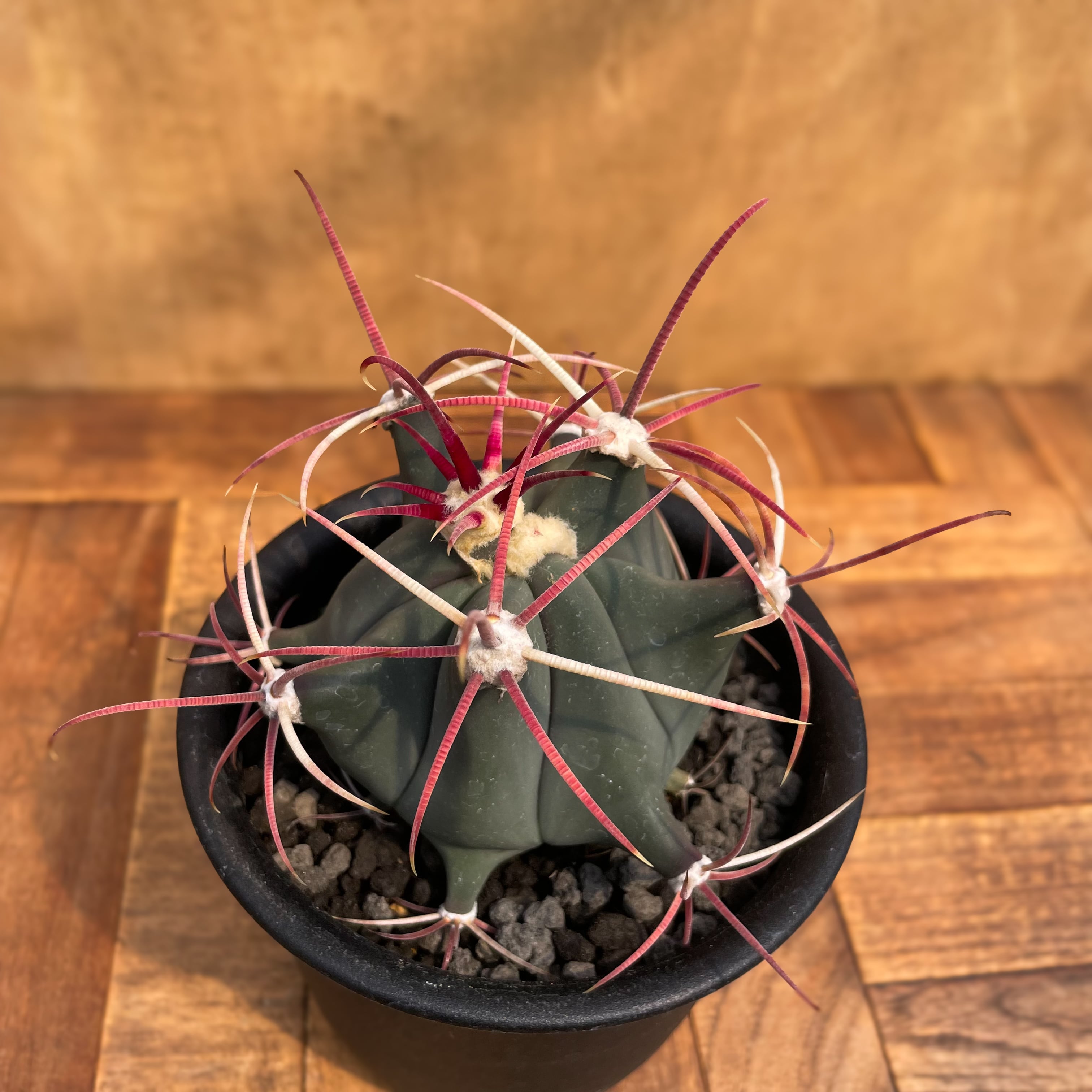 Ferocactus emoryi【フェロカクタス・江守・実生】 | RIMO'S GREEN