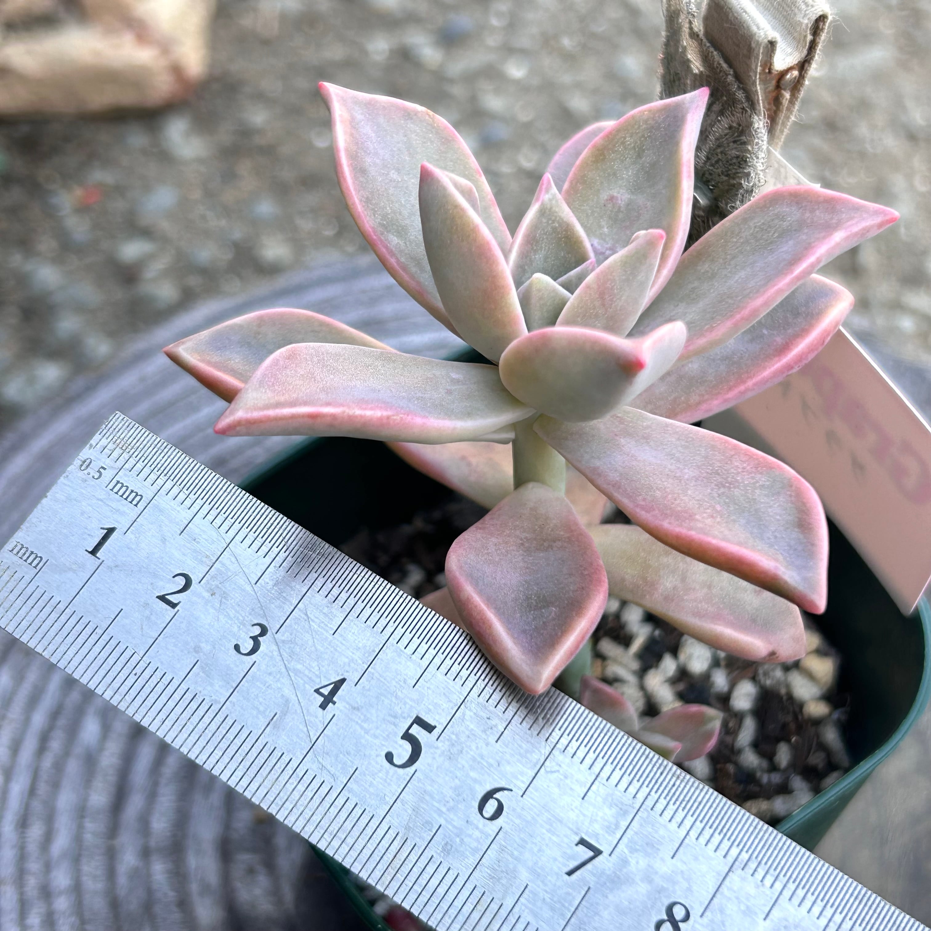 初恋 | RuPo 多肉植物専門店