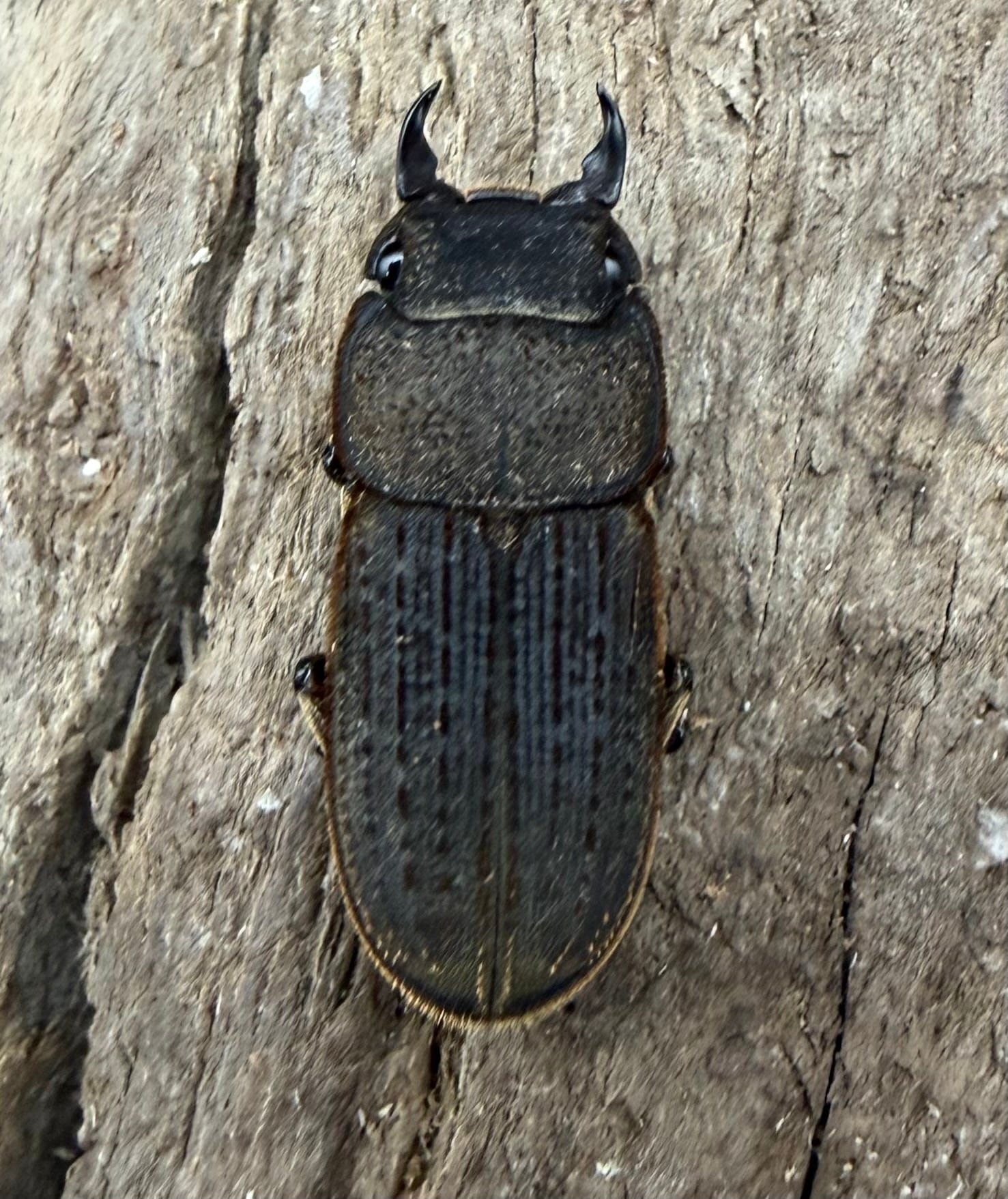 WD】《ベルティヌスサビクワガタ 貴州省産 18mm ペア》 | KPW公式