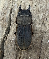 【WD】《ベルティヌスサビクワガタ 貴州省産 18mm ペア》