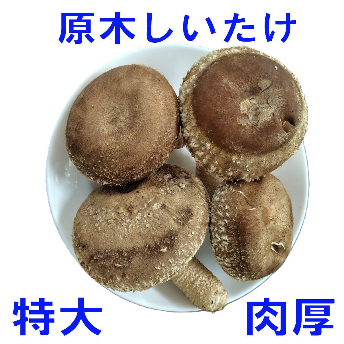 原木しいたけ栽培セットBCEXL1 太め ホダ木1本 もっと美味しく・もっと