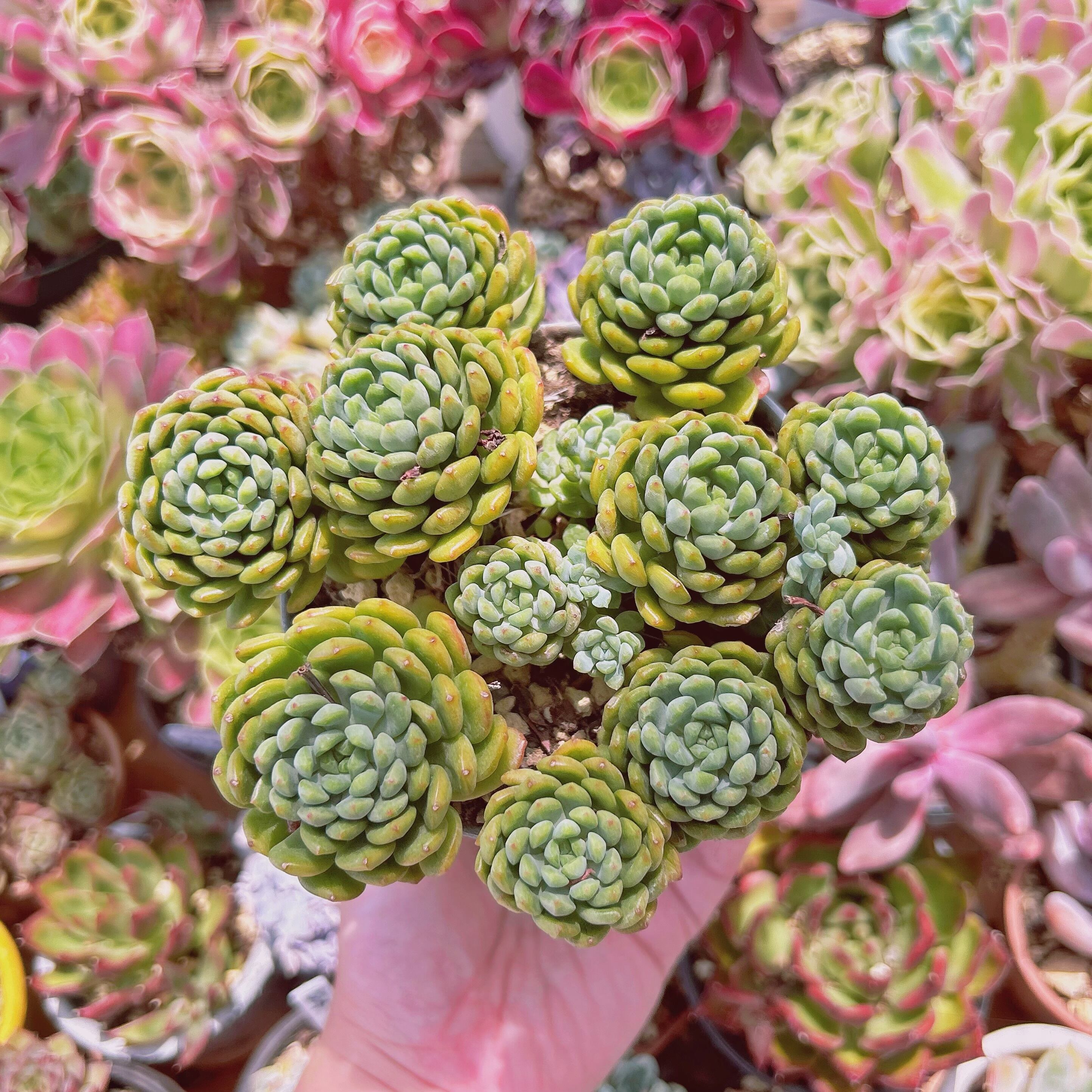 #1135現物　多肉植物　新品種　コルネット(グロブローサsp)特特大