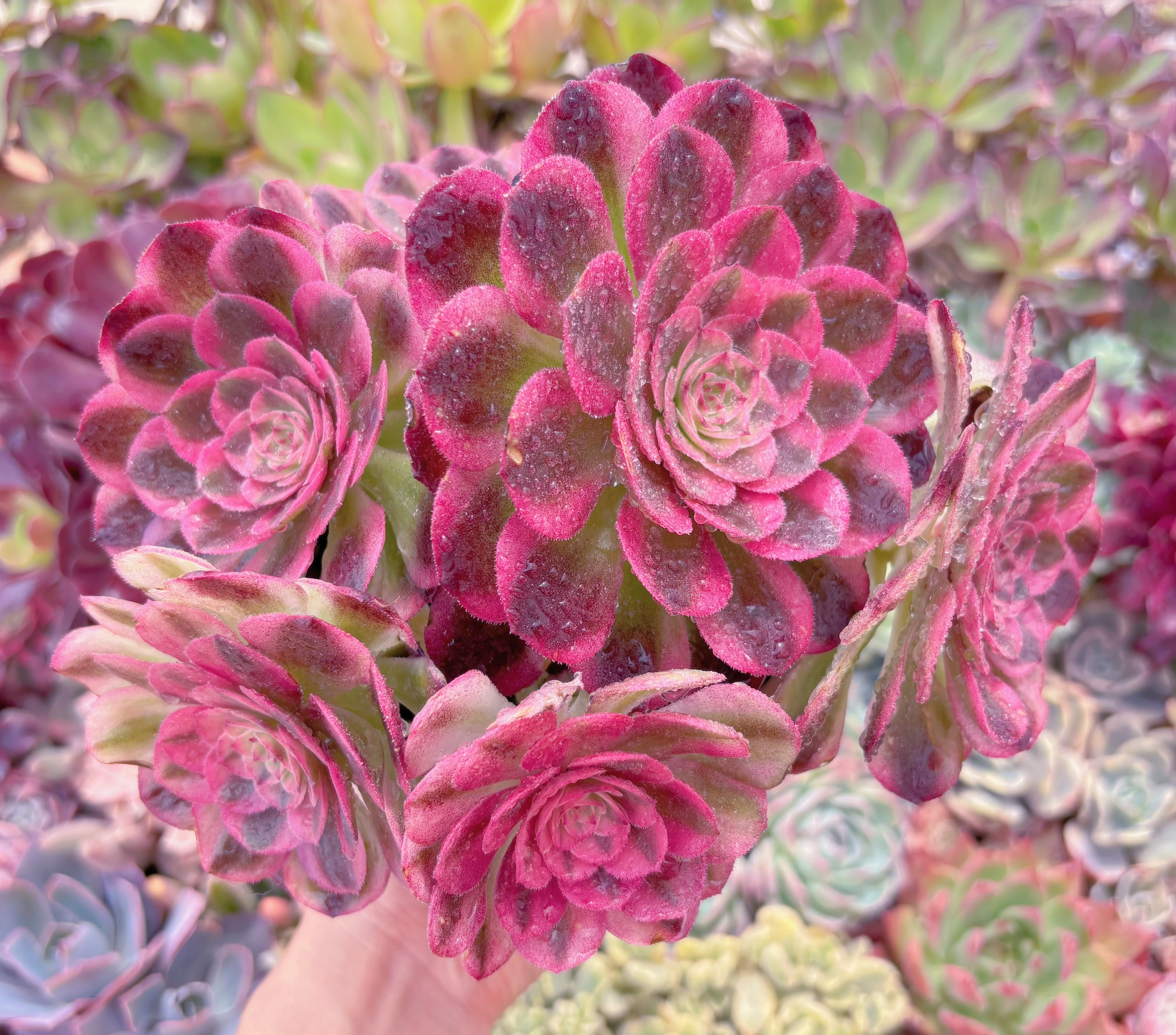 現品　ハロウィン白錦#856　特大群生　新入荷　るる農園