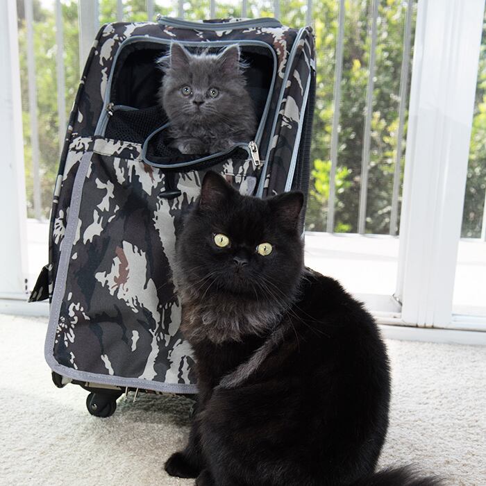 Petique ペティーク 5-in-1 ペットキャリー キャリーバッグ ペット