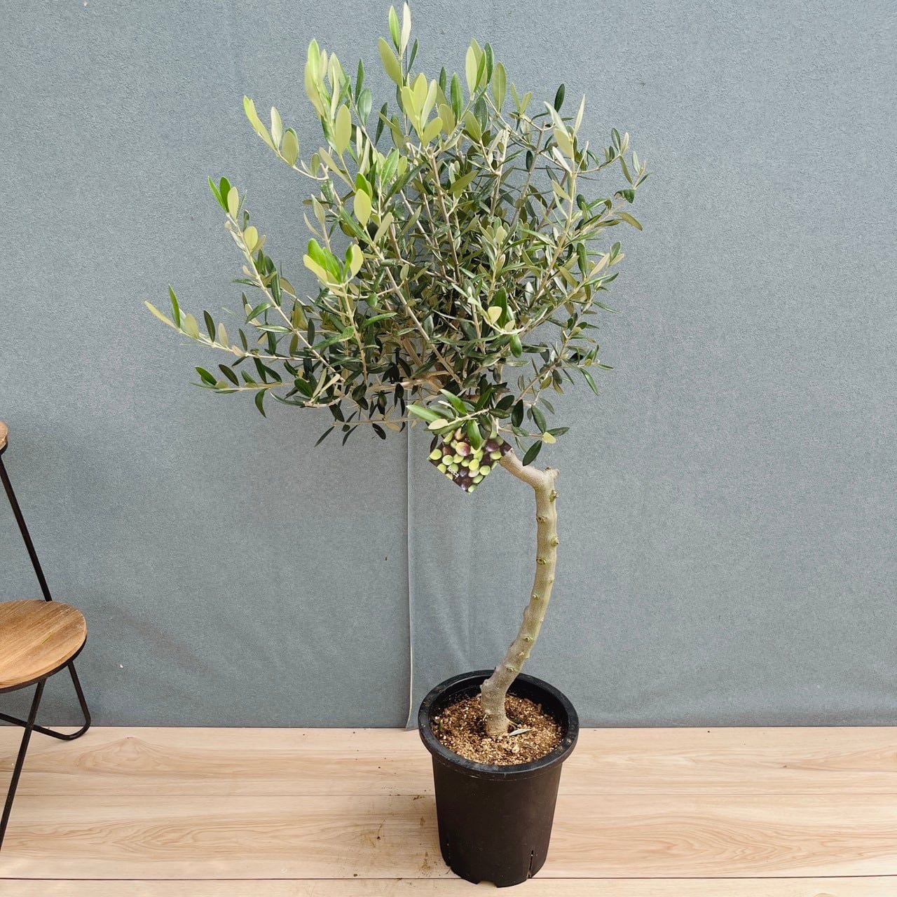 現品］【希少】E オリーブ アスコラーナ 8号 観葉植物 レア ベランダ