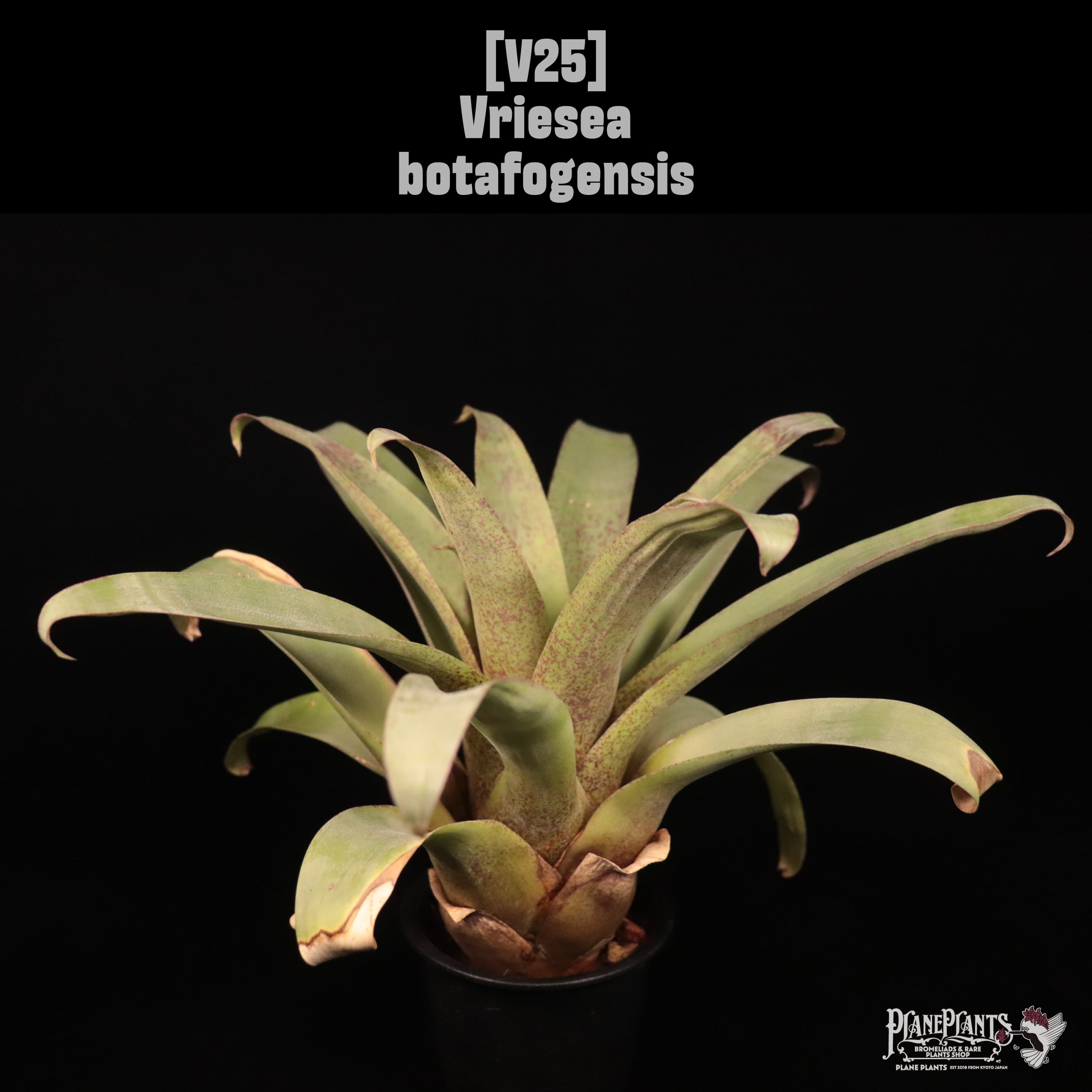 Vriesea | plane plants