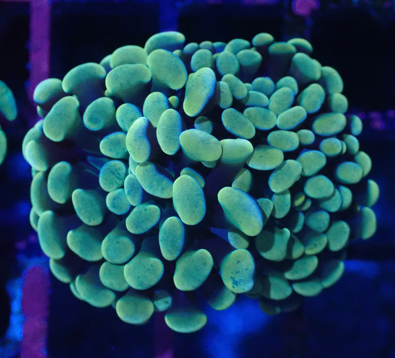 ParaAncora YellowOrange 1