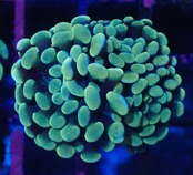 ParaAncora YellowOrange 1
