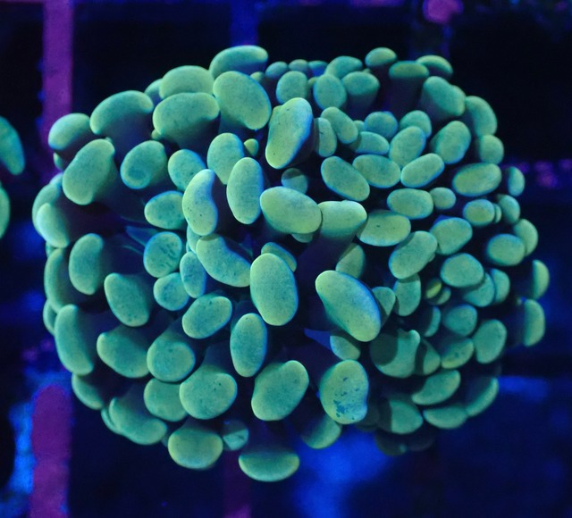 ParaAncora YellowOrange 1