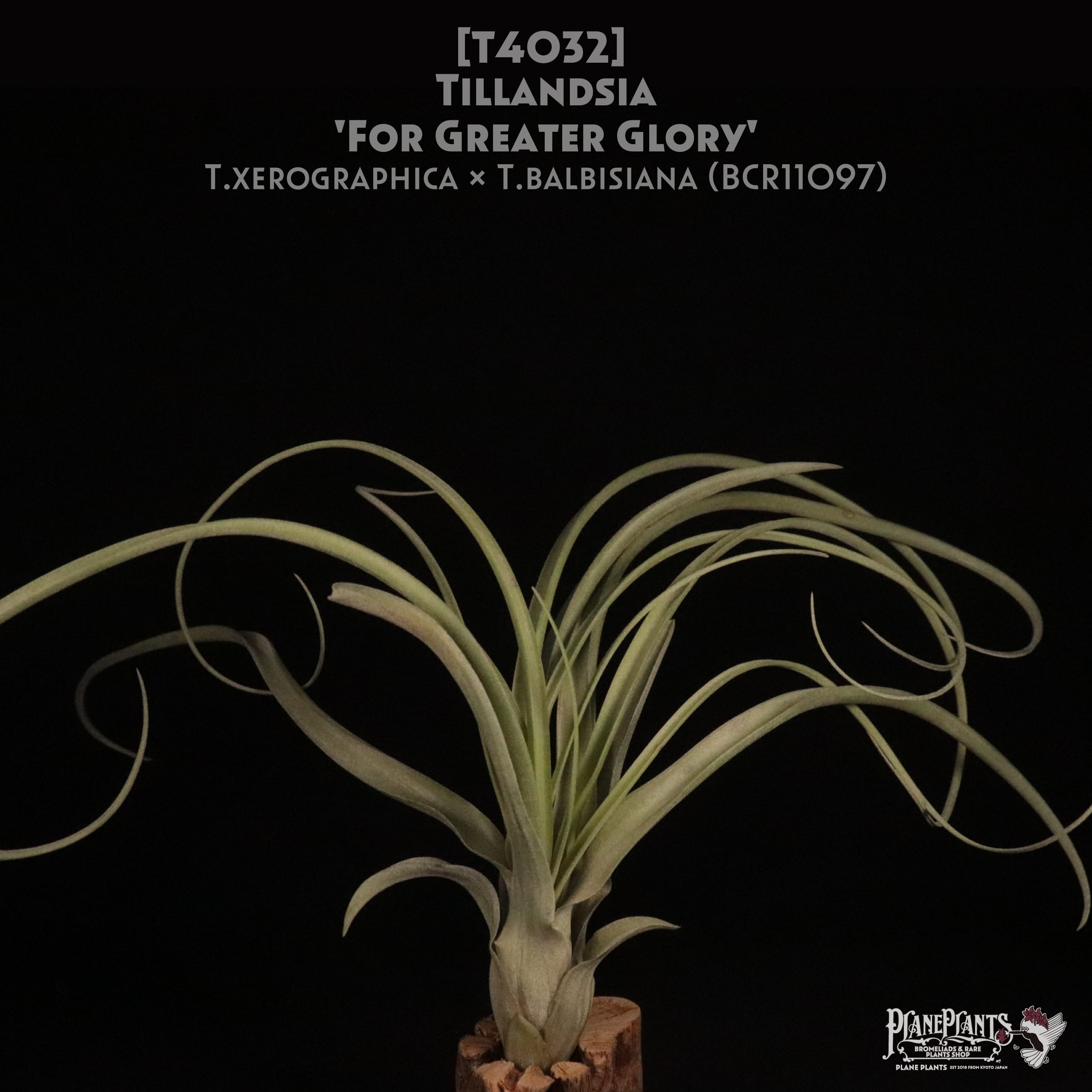 送料無料】'For Greater Glory'〔エアプランツ〕現品発送T4032 | plane