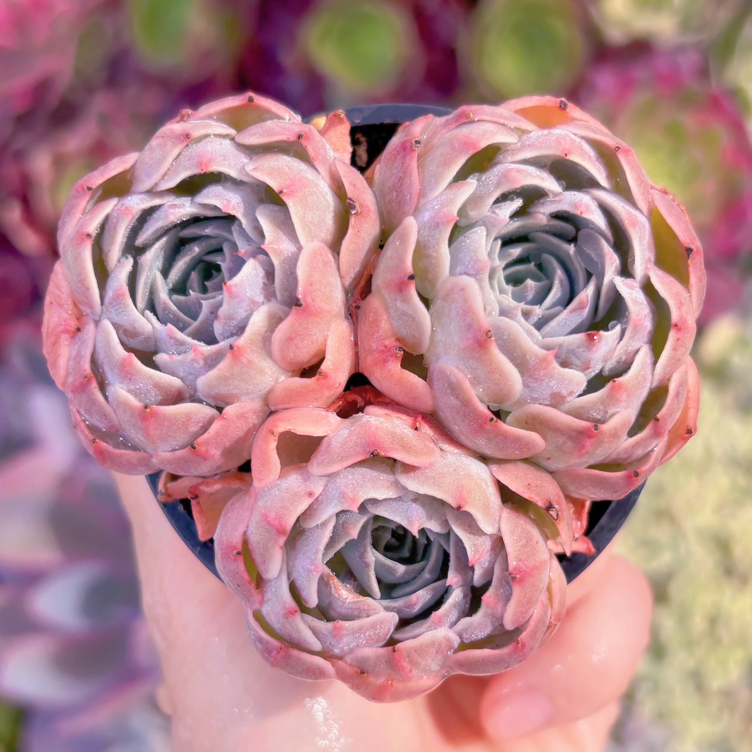 現品　天賜#006　るる農園