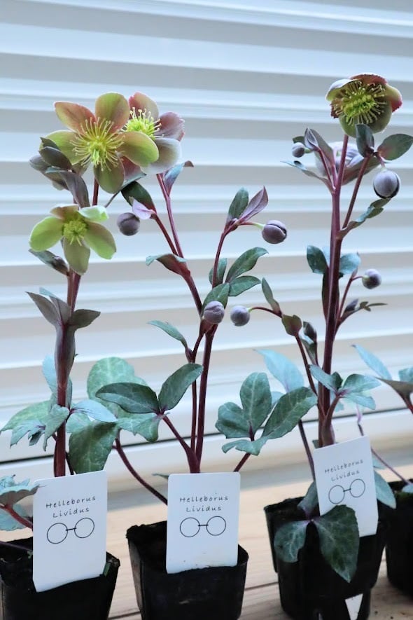 クリスマスローズ 『リビダス』 1苗 3号ポット 花苗 | SaqueSifone