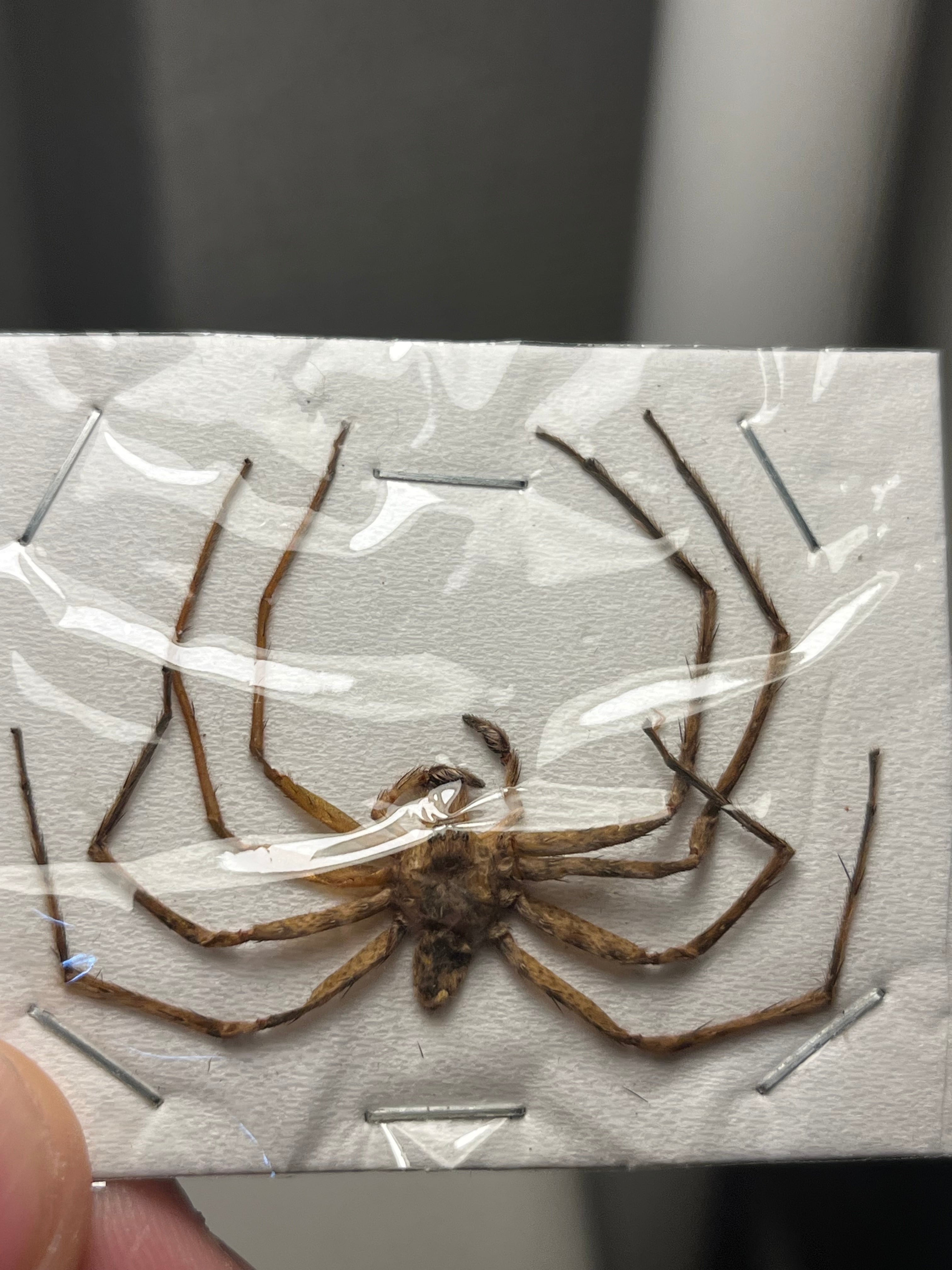 標本 | オモニキチュウ