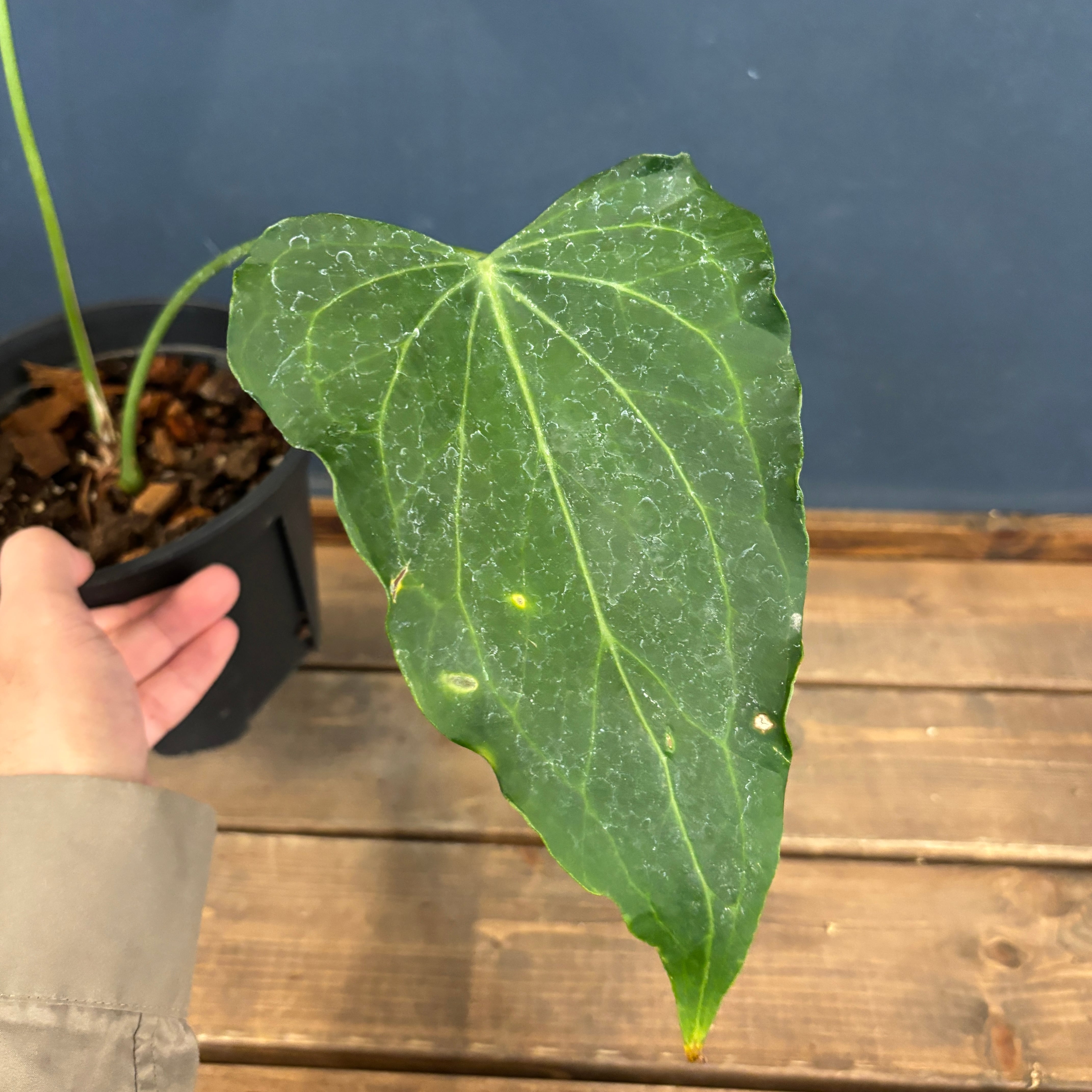 アンスリウム デルタフォース【786】 | PROTOLEAF プロトリーフ