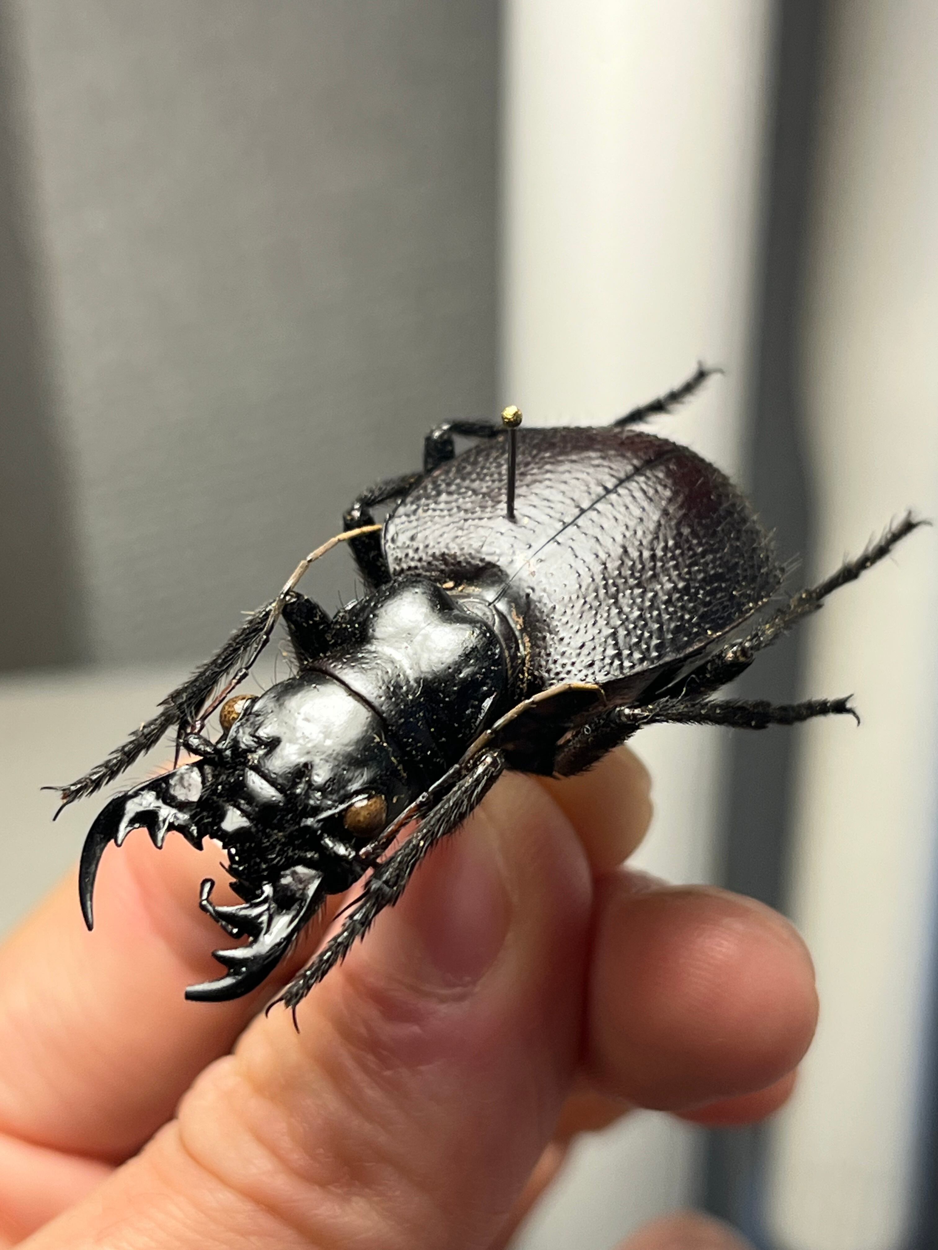 美麗♀】オオエンマハンミョウ Manticora タンザニア産 昆虫標本