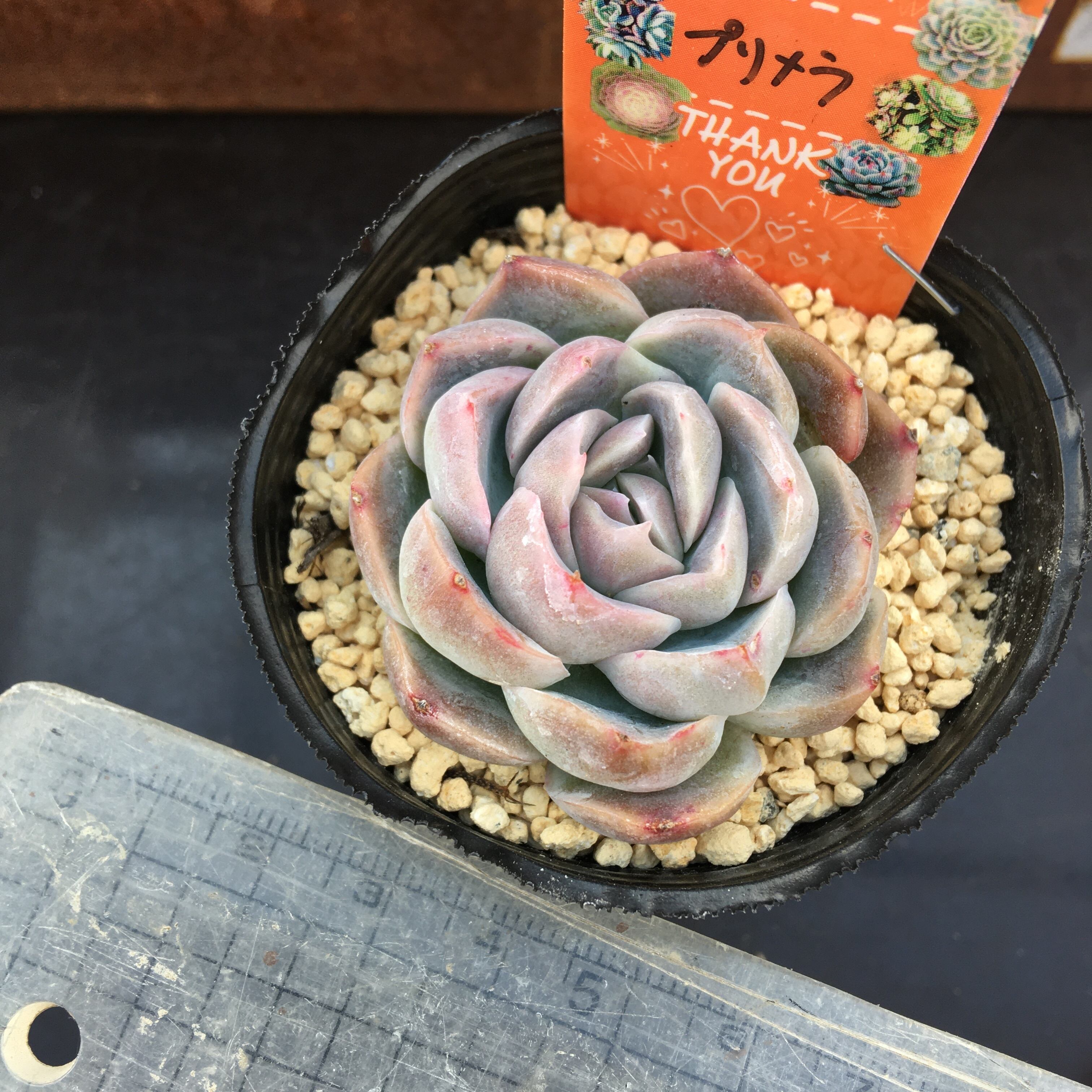 新品本物 多肉植物 プリメラ 韓国苗 植物 観葉植物 Mkukinanyota Com