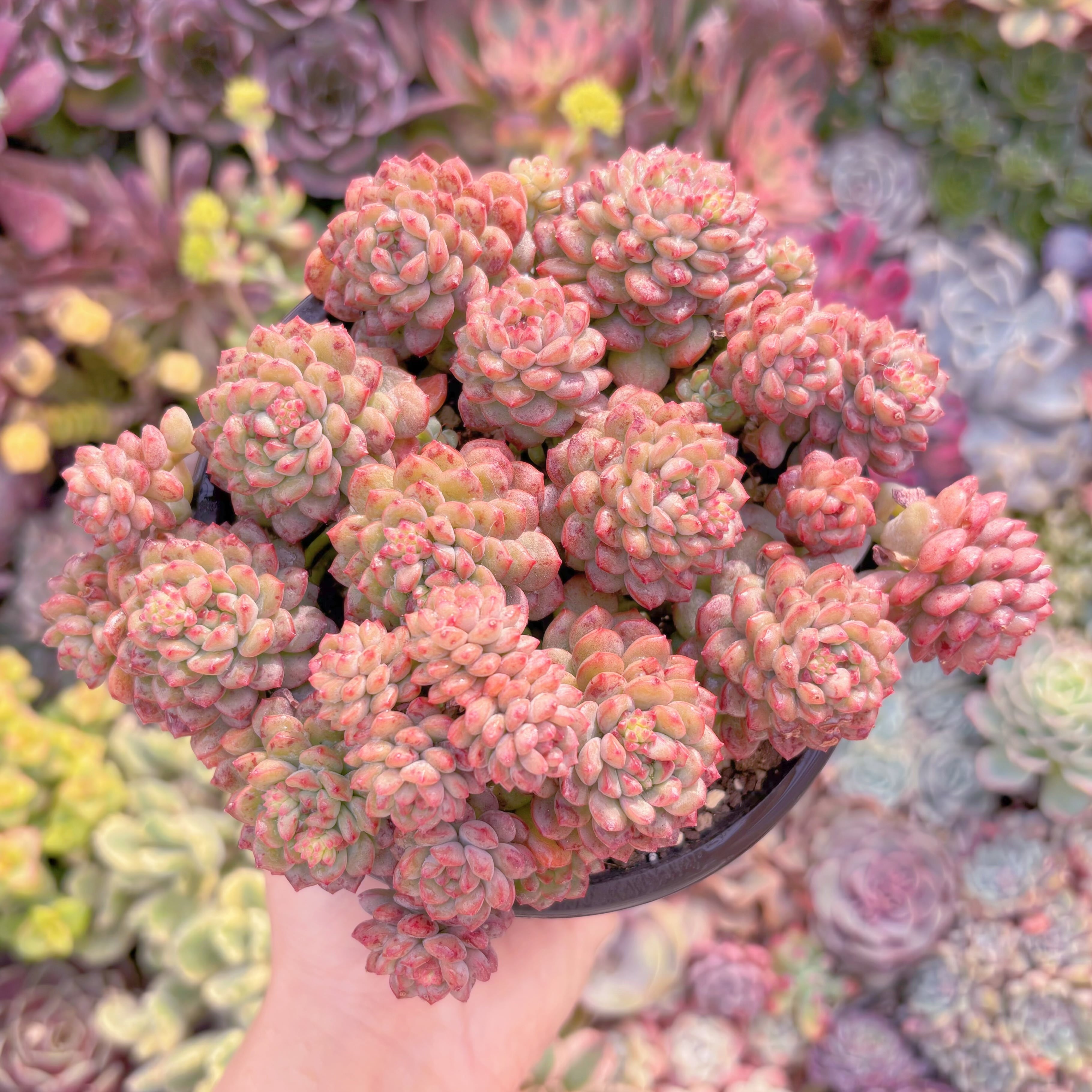 現品　コルネット#M258   大群生　るる農園