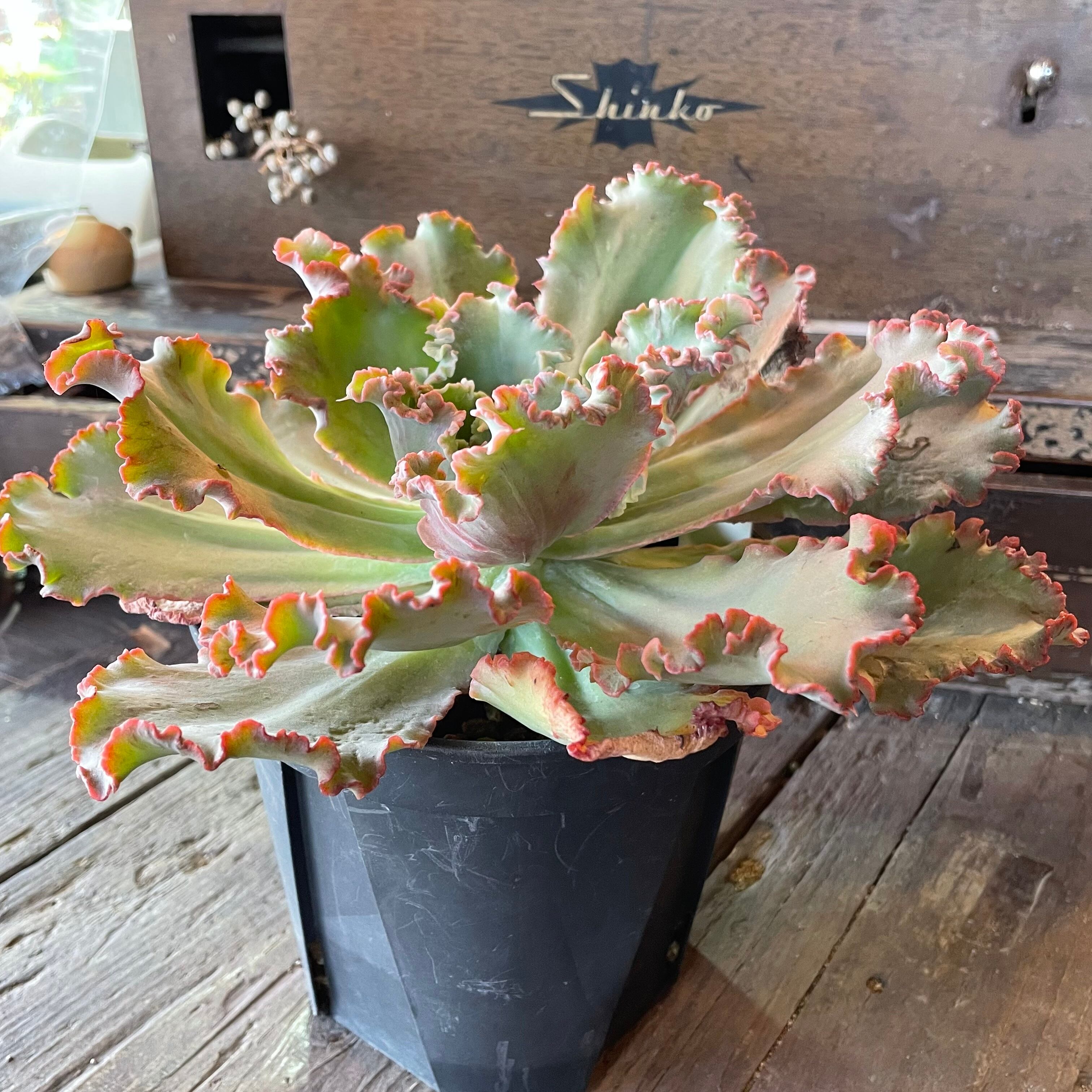 多肉植物 シャンテリー錦パープルヘイズ カット苗、