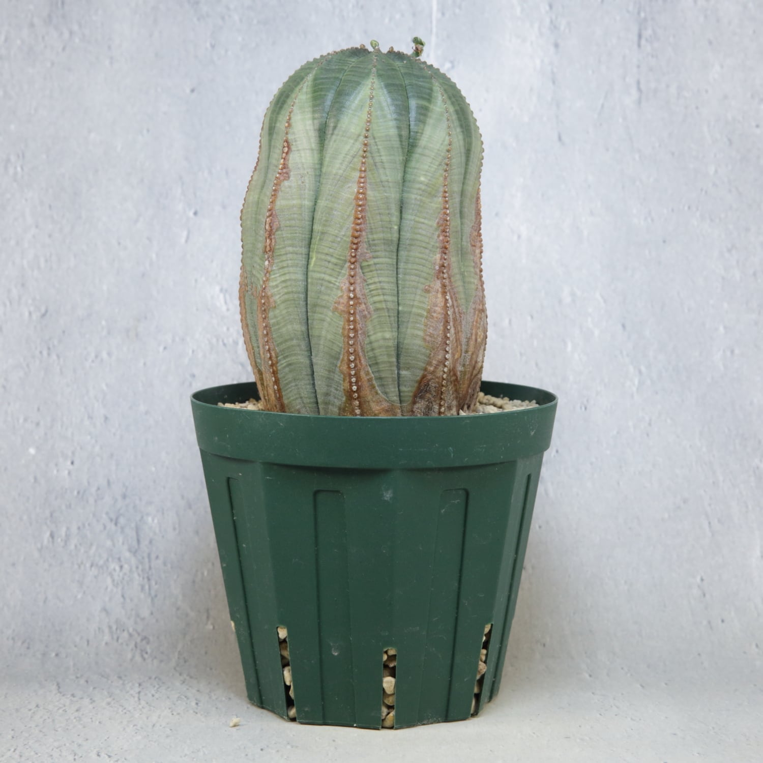 メス株【超厳選株】大株 最大幅9cm ヴィンテージ カキコ 美模様