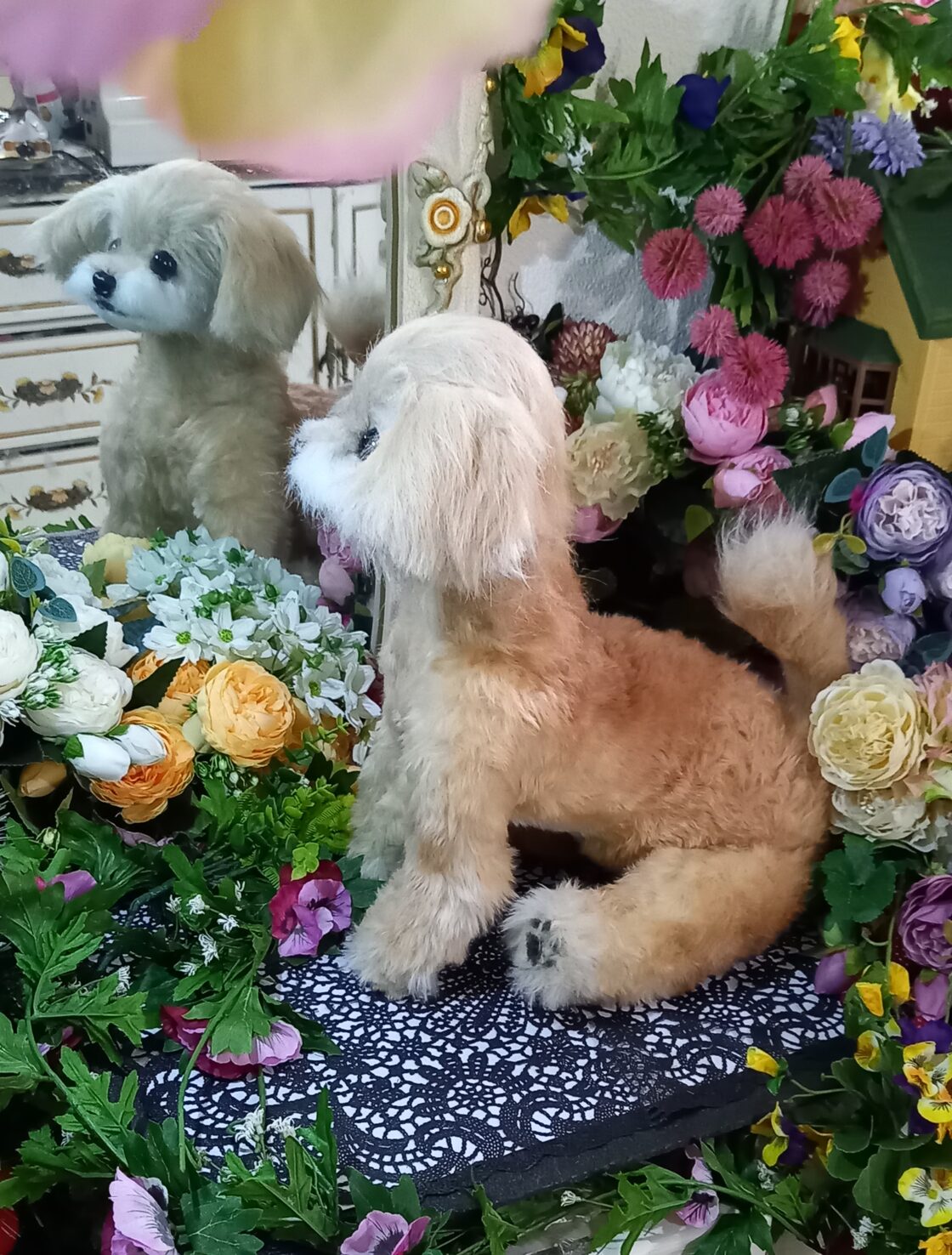 展示写真 マルプー 実物大 等身大 分身 リアル ぬいぐるみ チワワ 