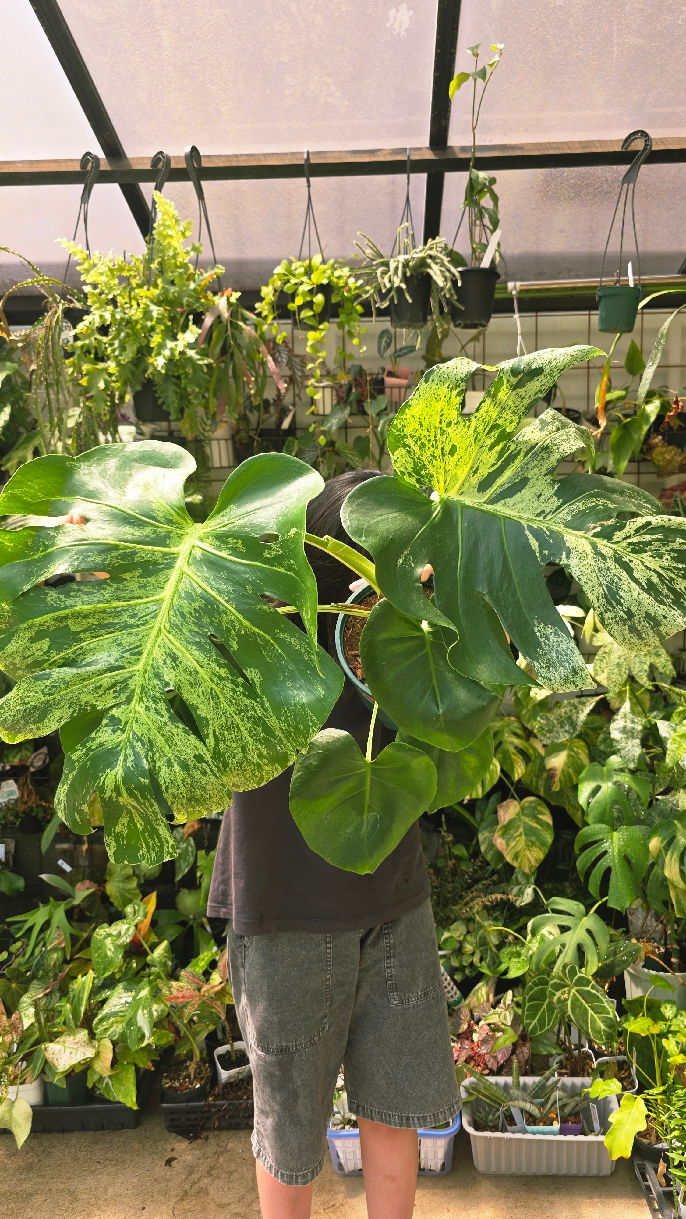 格安 モンステラ バルバソウ 大株！Monstera deliciosa Bulbasaur | HAPPAX