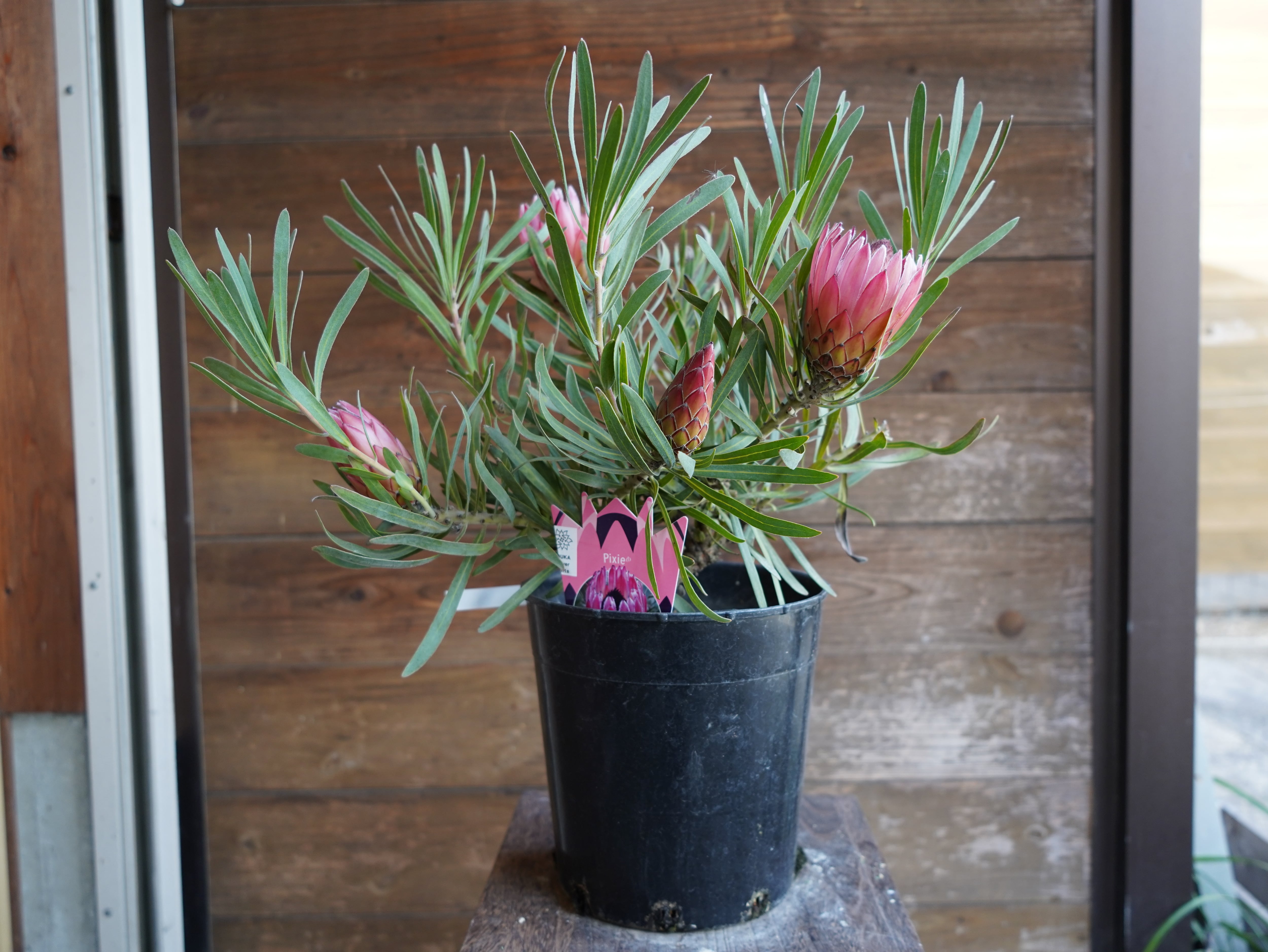 【現物】プロテア　”ピクシー”