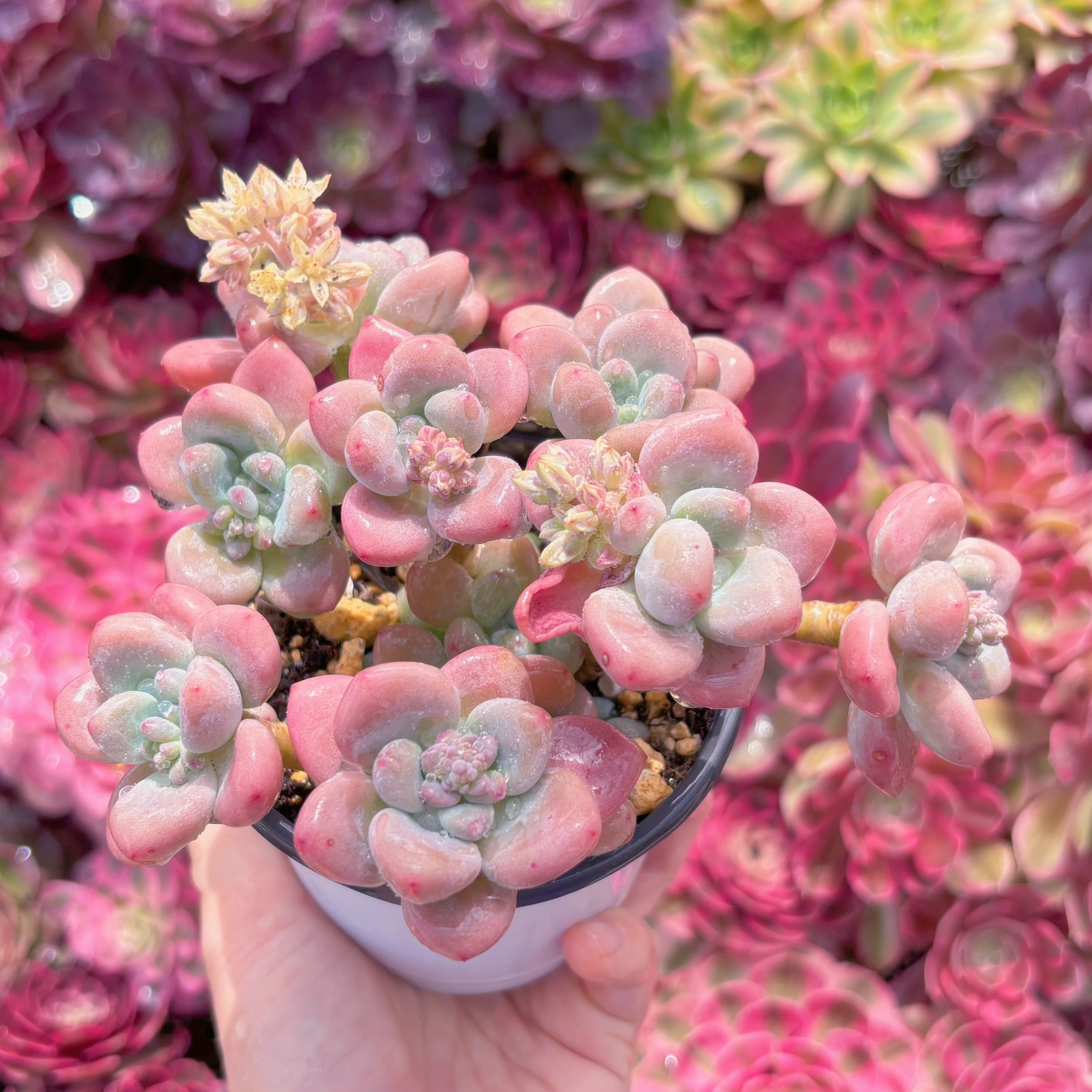 現品　マカロン#M257　大群生　るる農園