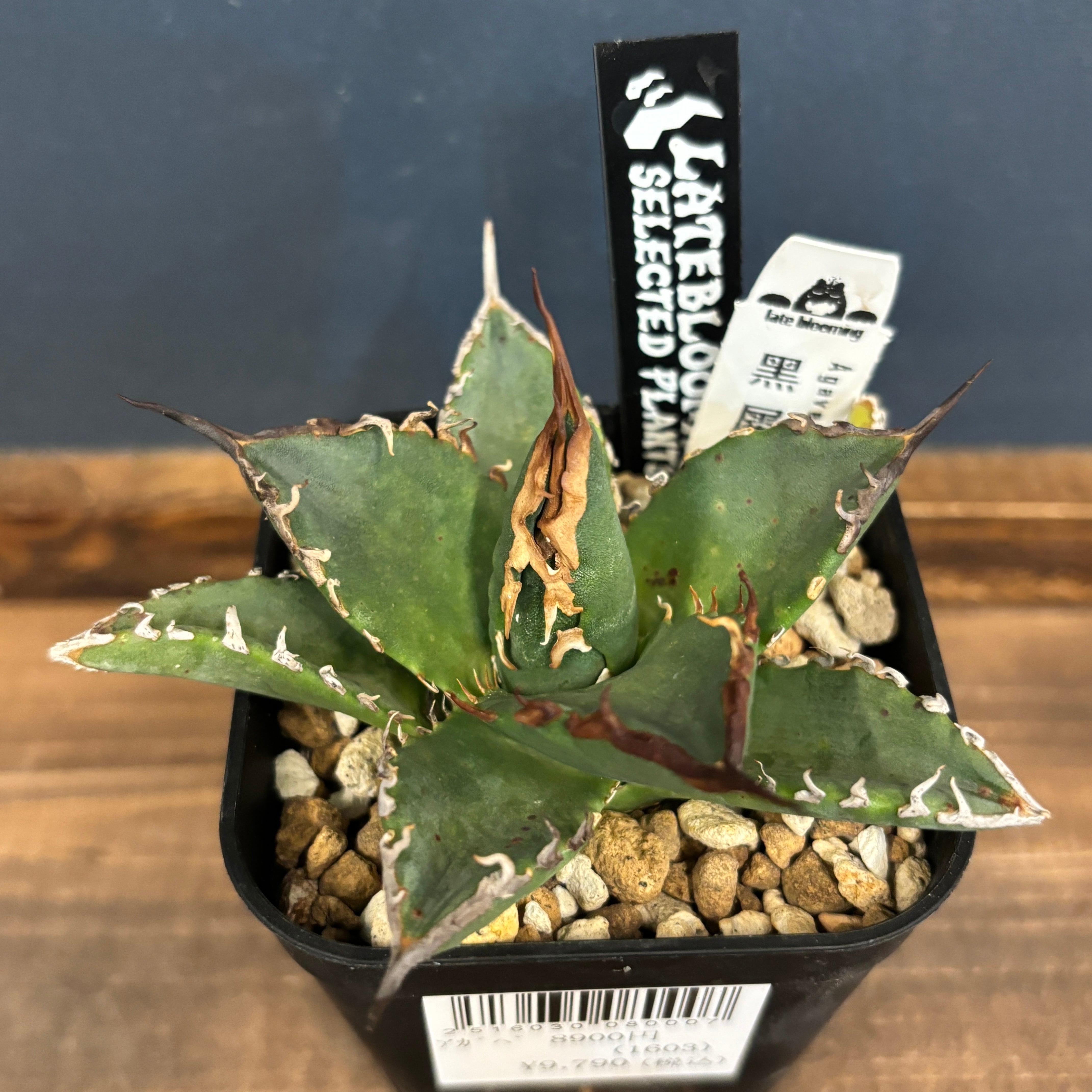 アガベ チタノタ 黒犀牛【246】