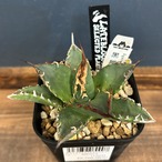 アガベ チタノタ 黒犀牛【246】