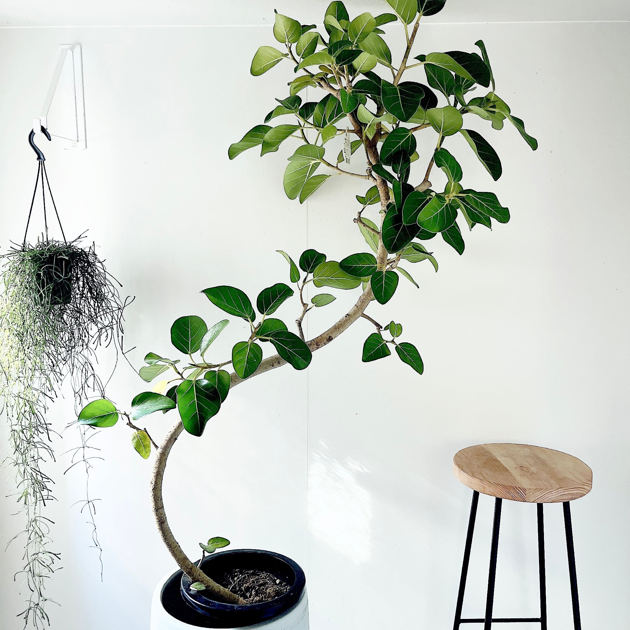 大型観葉（7〜10号鉢） | calm cafe☕️