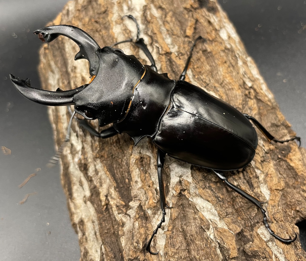 【WD】大型《ミンダナオアルケスツヤクワガタ 89mm ペア》