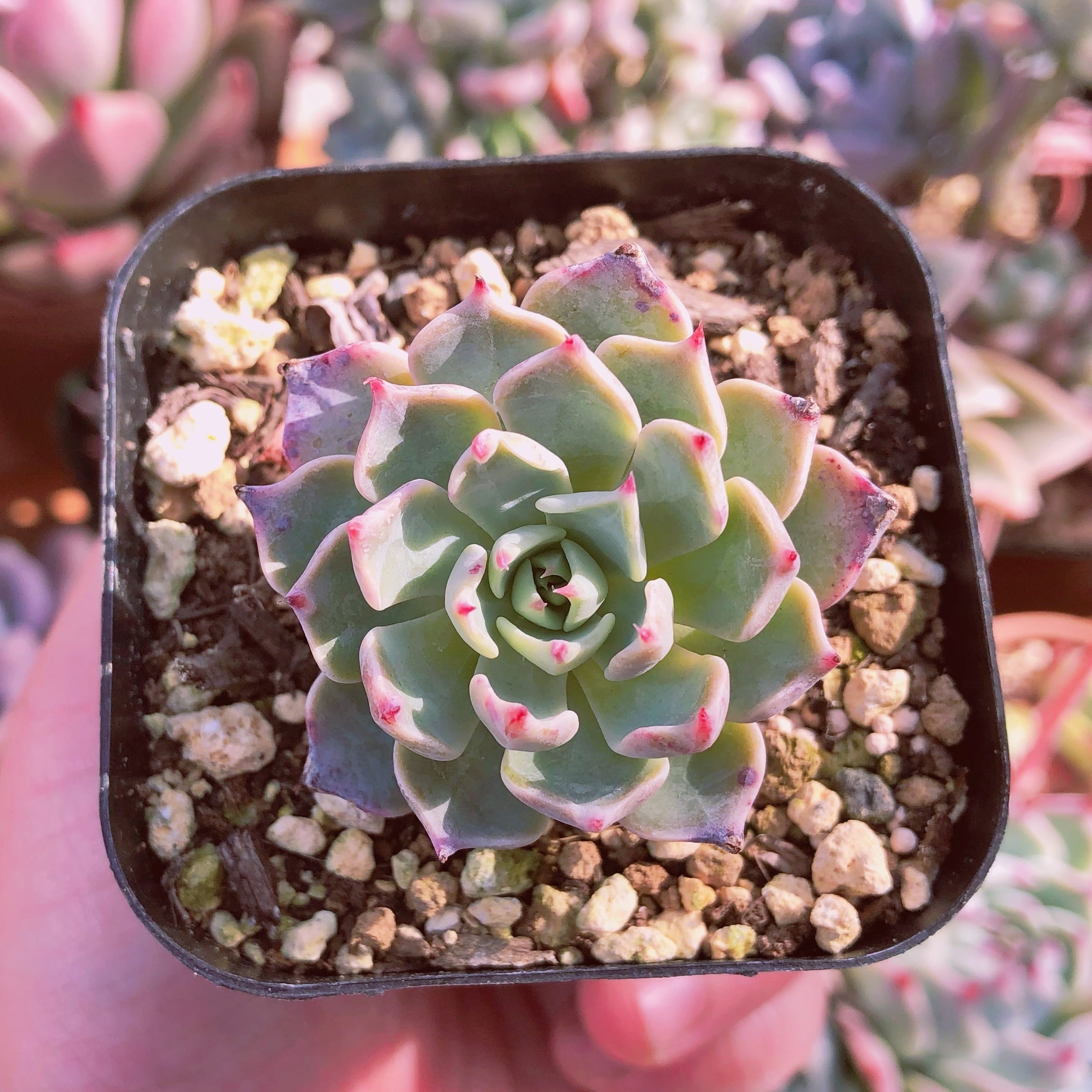 多肉植物　悪魔の翼　抜き苗　