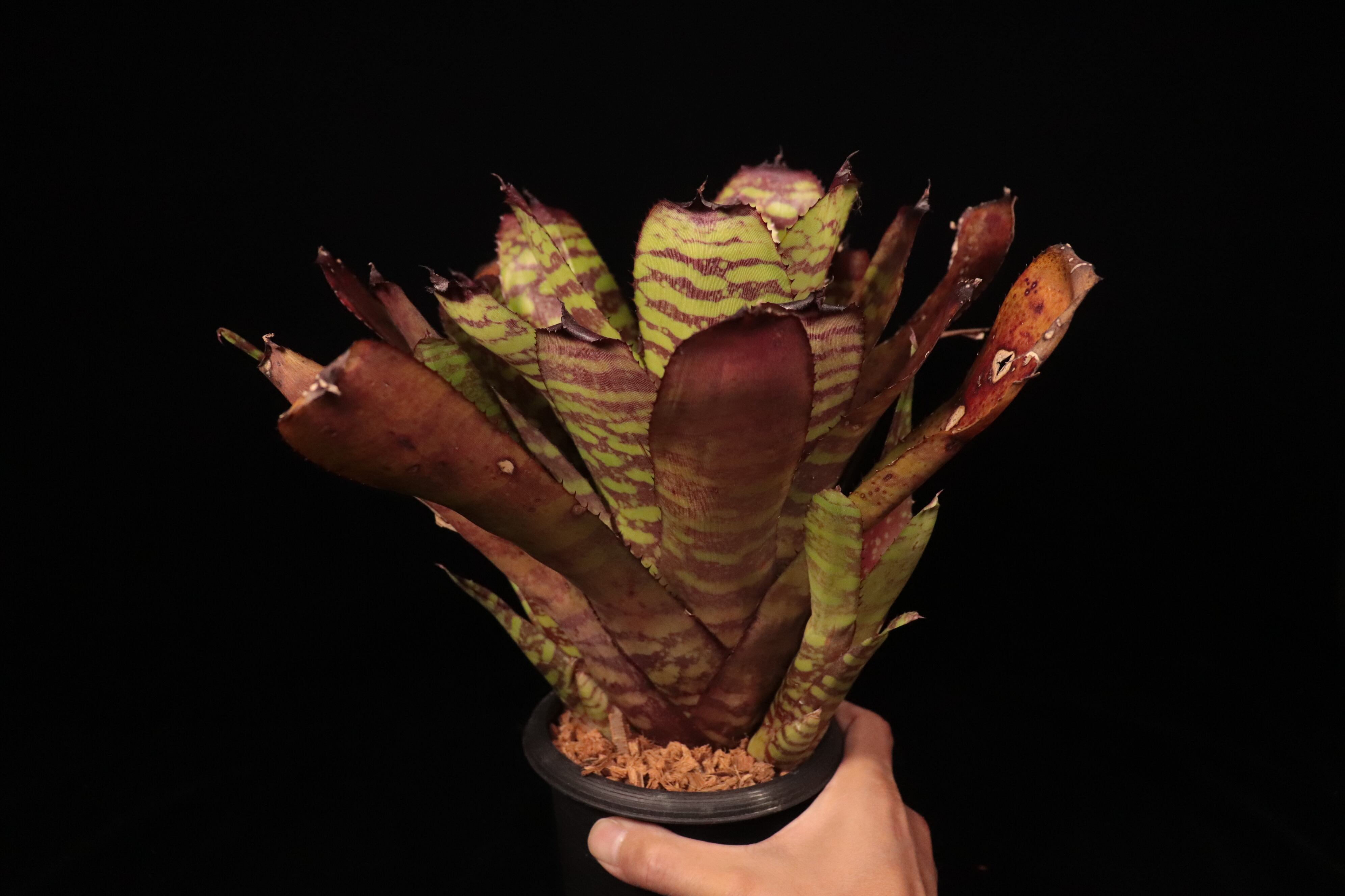 Neoregelia 'Sunfire Storm'〔ネオレゲリア〕N736 | plane plants