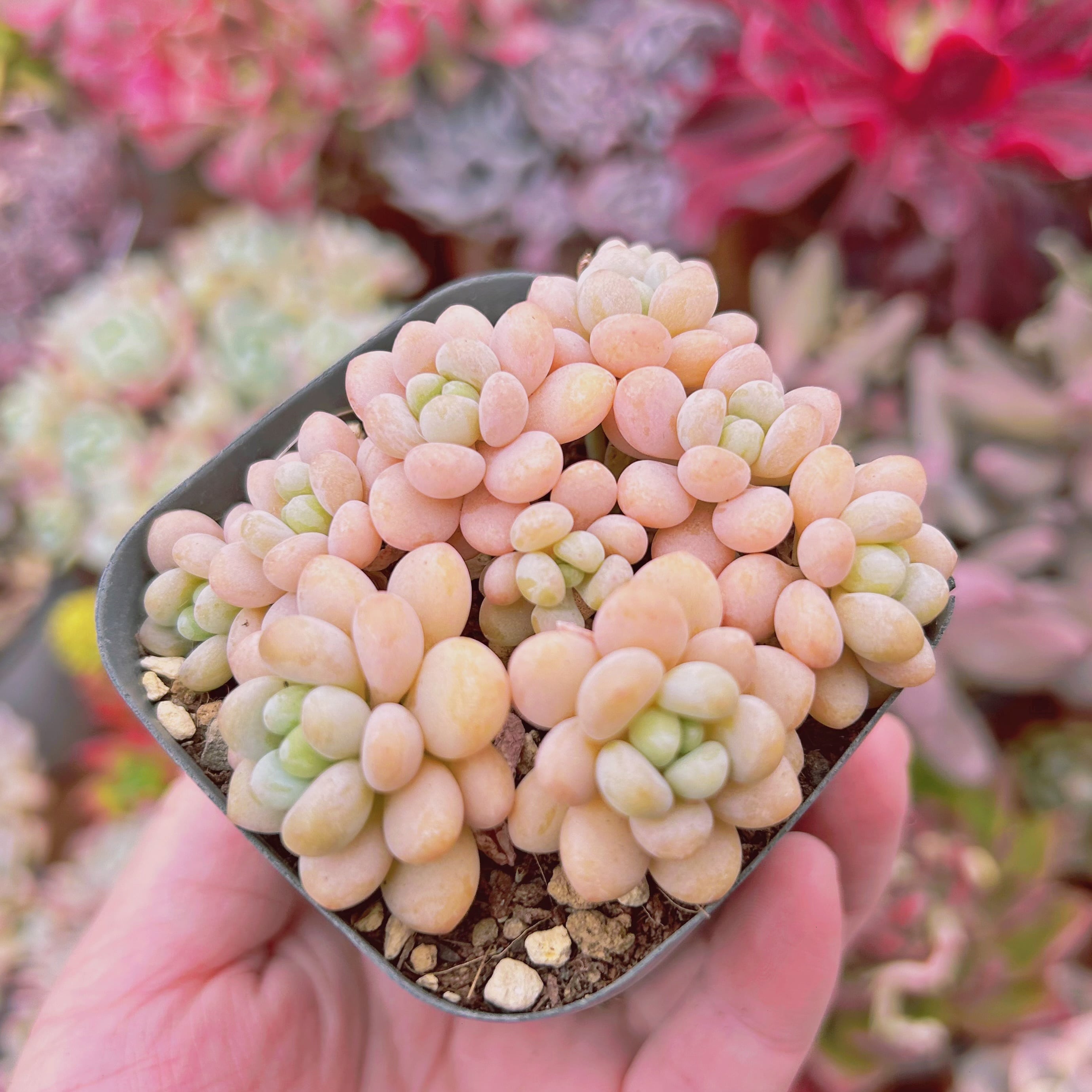 #559現物　多肉植物　ストロベリーミルク