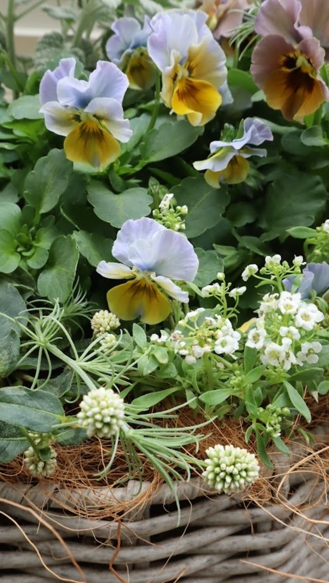 tef*tef*さんオリジナルビオラ　『スモキーヴェール』の寄せ植え