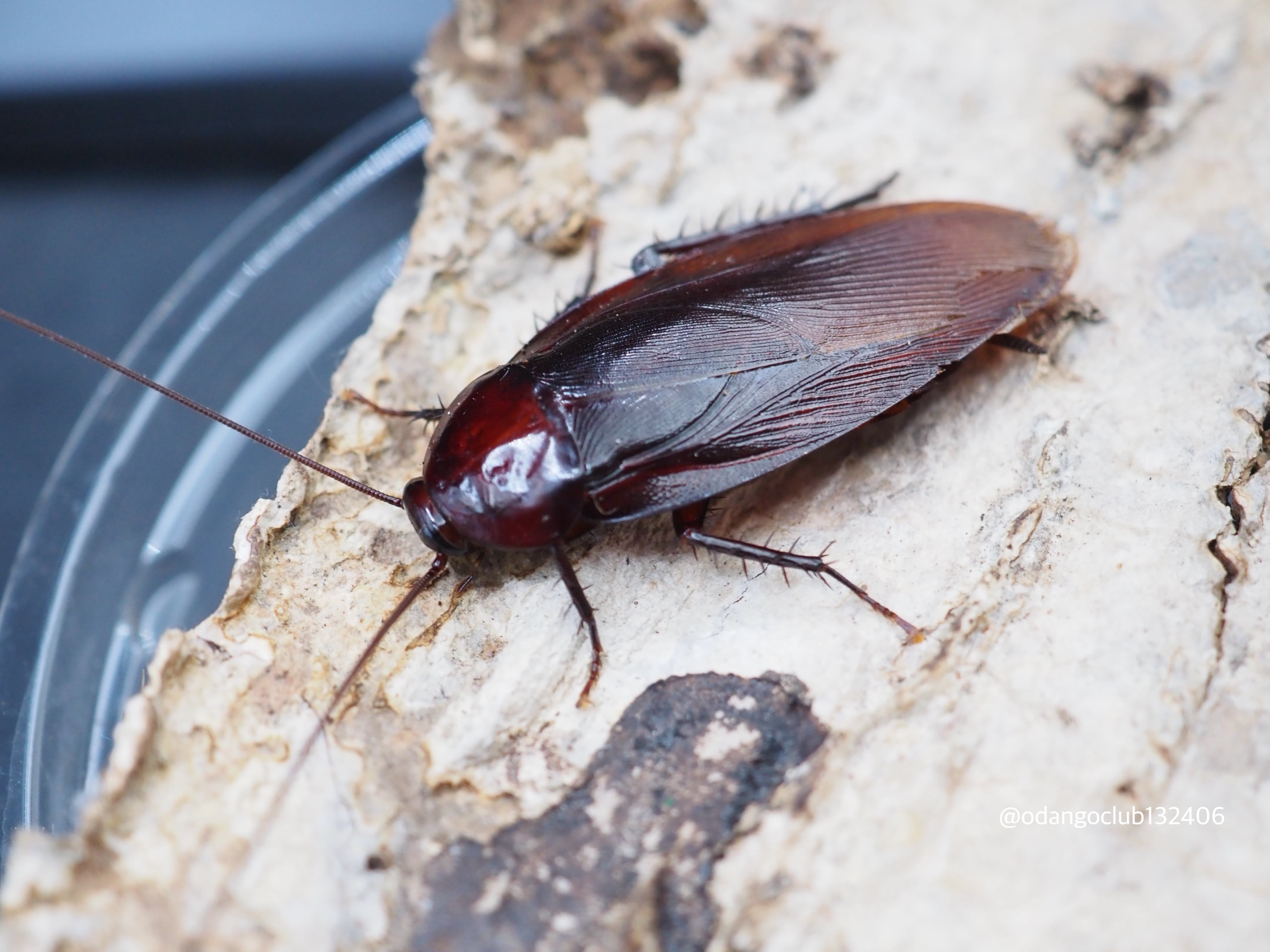 タイ産 オオクロゴキブリ 5匹 ゴキブリ | おだんごくらぶ