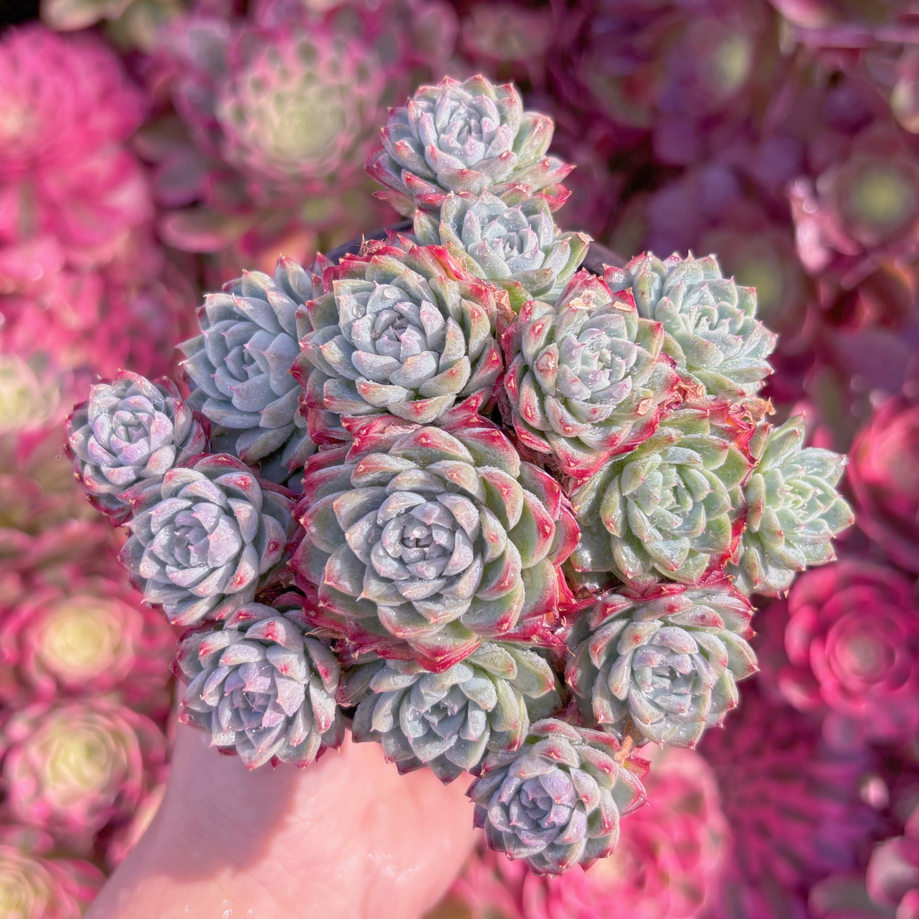 現品　女王花冠#M062　群生　新入荷　るる農園