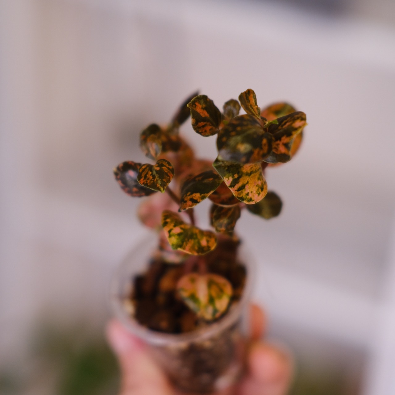 PEPEROMIA METARICA varigated | ペペロニア メタリカ③ | 観葉植物