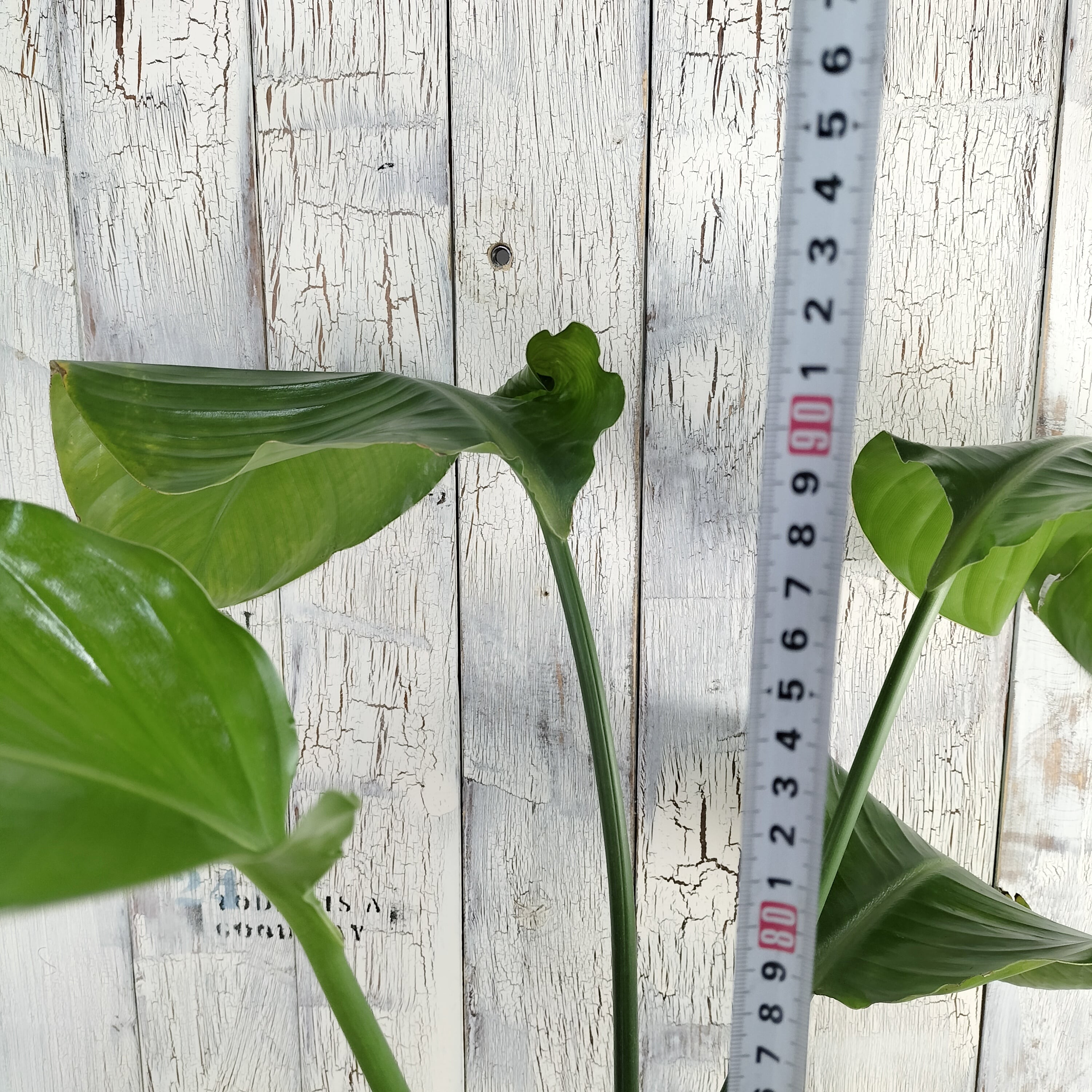 ストレリチア オーガスタ 観葉植物 | 陽華園