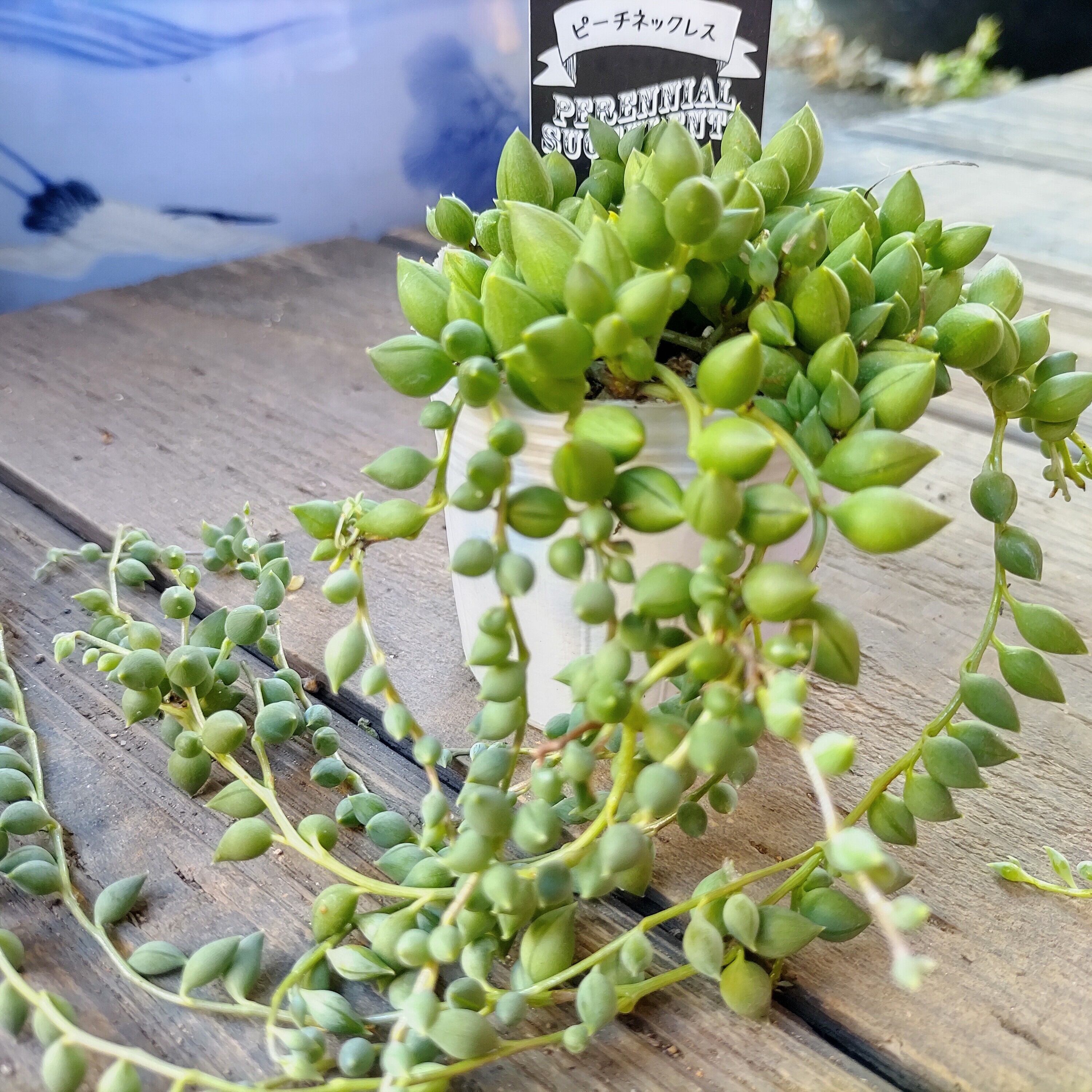 多肉植物ピーチネックレス粒大きめ!抜き苗追加料金でポットごと 多肉植物ピーチネックレス粒大きめ!抜き苗追加料金でポットごと