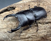 【WD】《ハンステインヒラタ原名亜種 パダン産 47mm ペア》