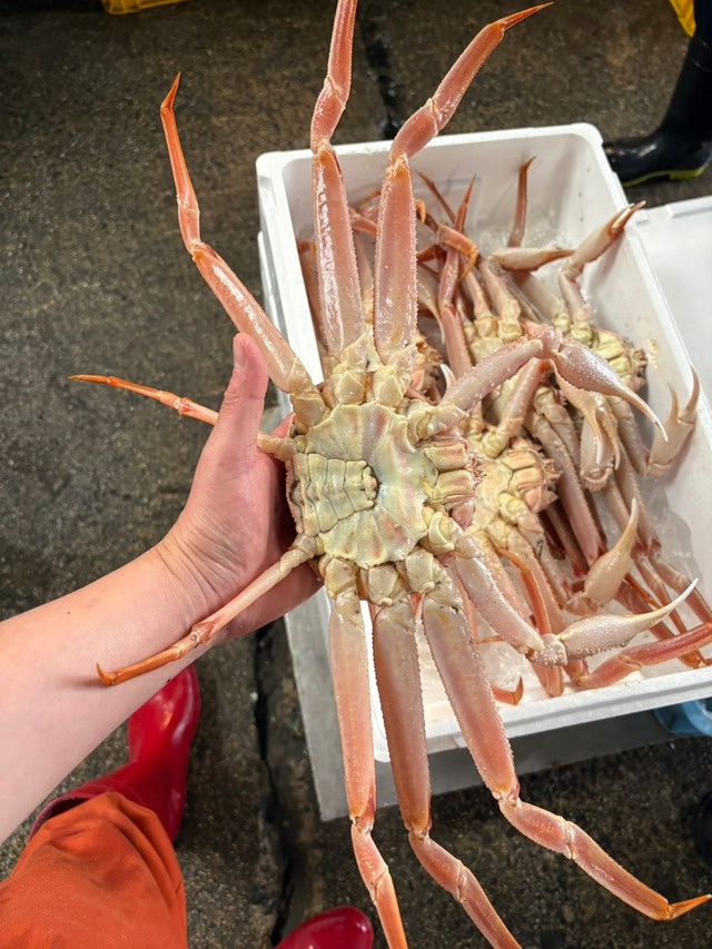 本日限定！鮮度抜群の釣キメジ（キハダマグロ若魚）