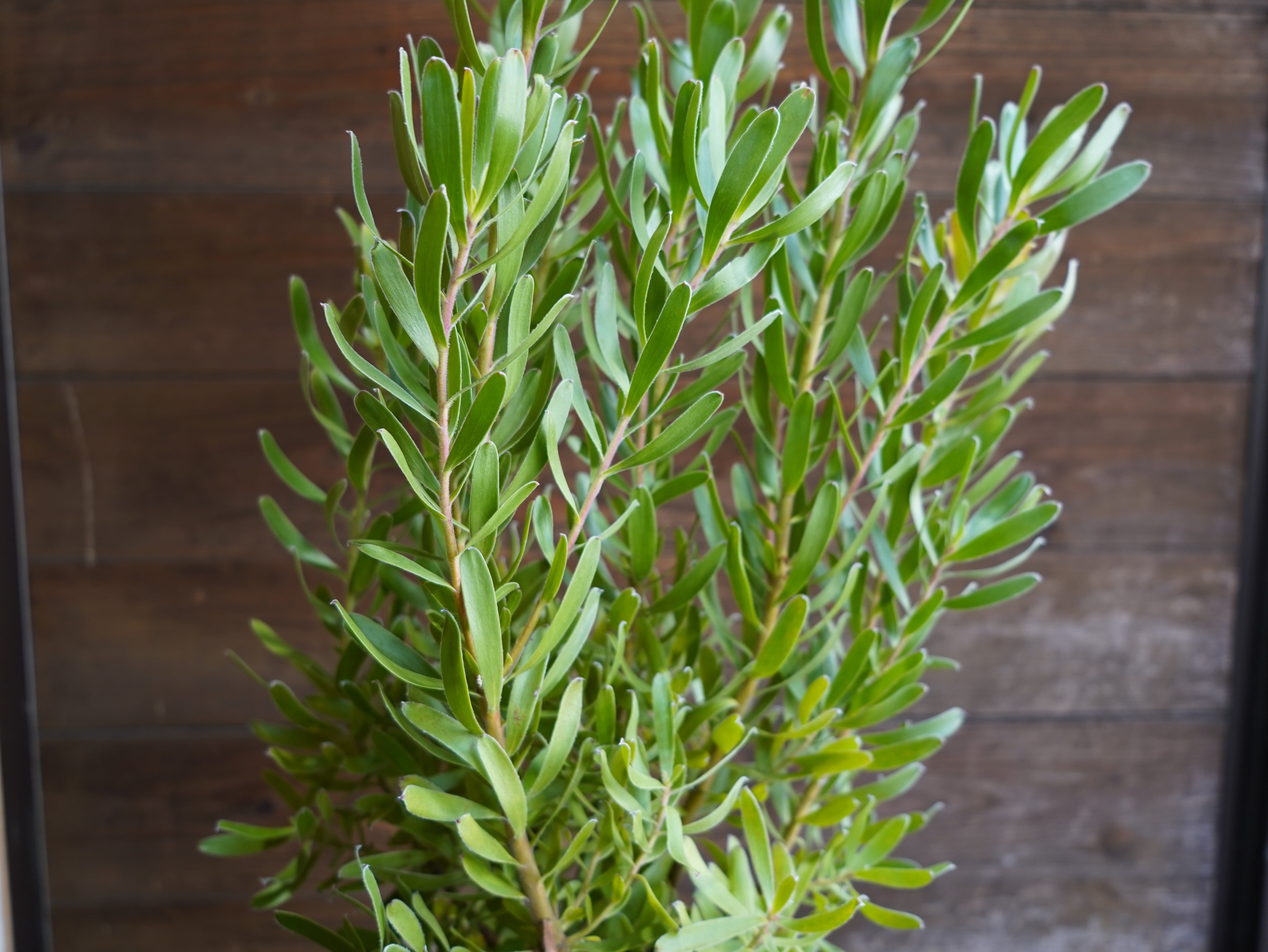 【現物】リューカデンドロン　”Sunshine”　６号