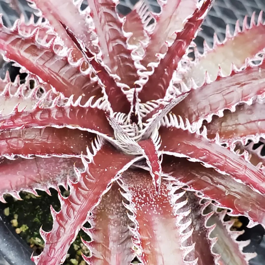 F00509_【Otto #02】Dyckia dawsonii Hybrid 'Purple Silver' x 'Big