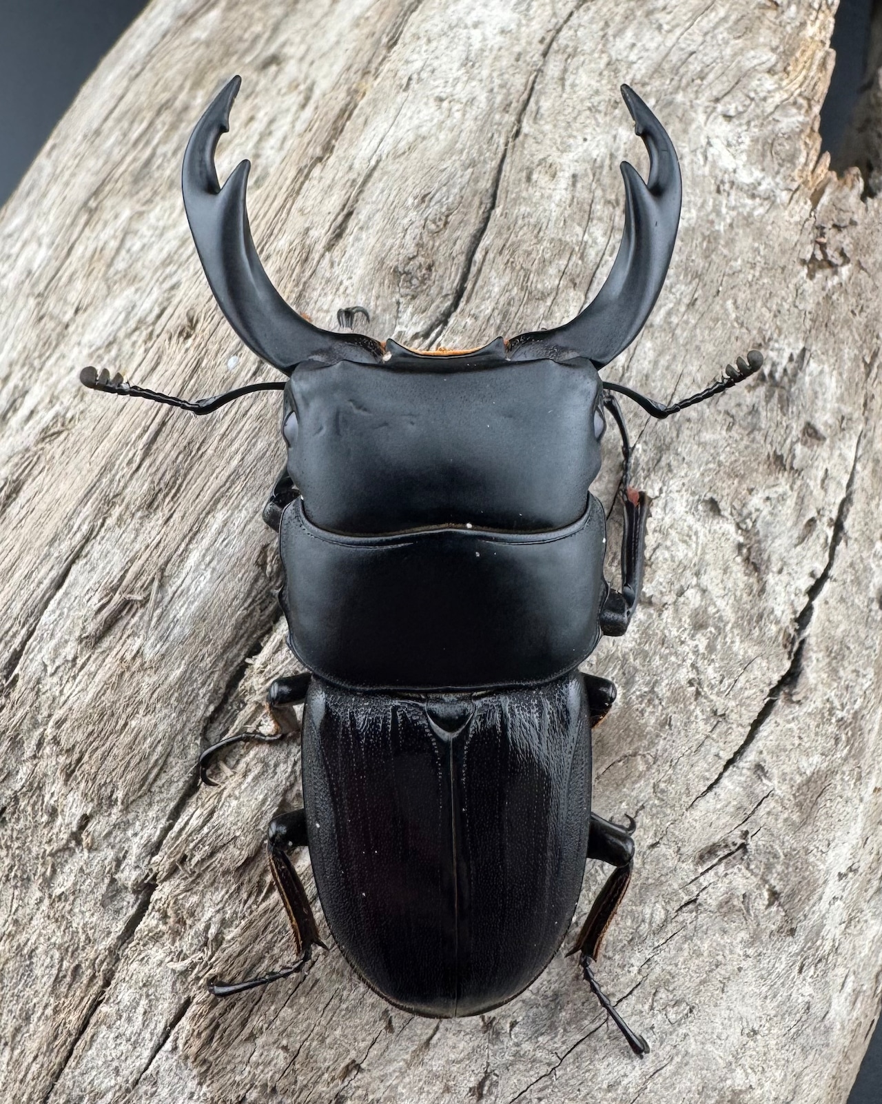 【WD】《ミンダナオパリーオオクワ キダパワン産 60mm A’品ペア》