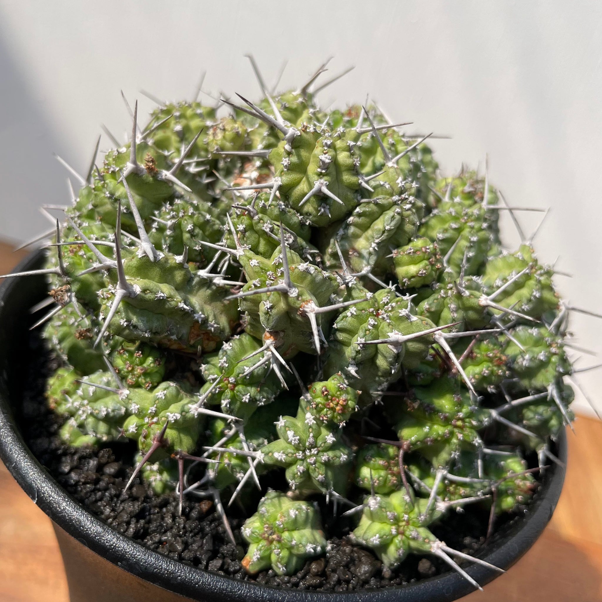 Euphorbia phillipsiae【ユーフォルビア・フィリプシアエ】 | RIMO'S