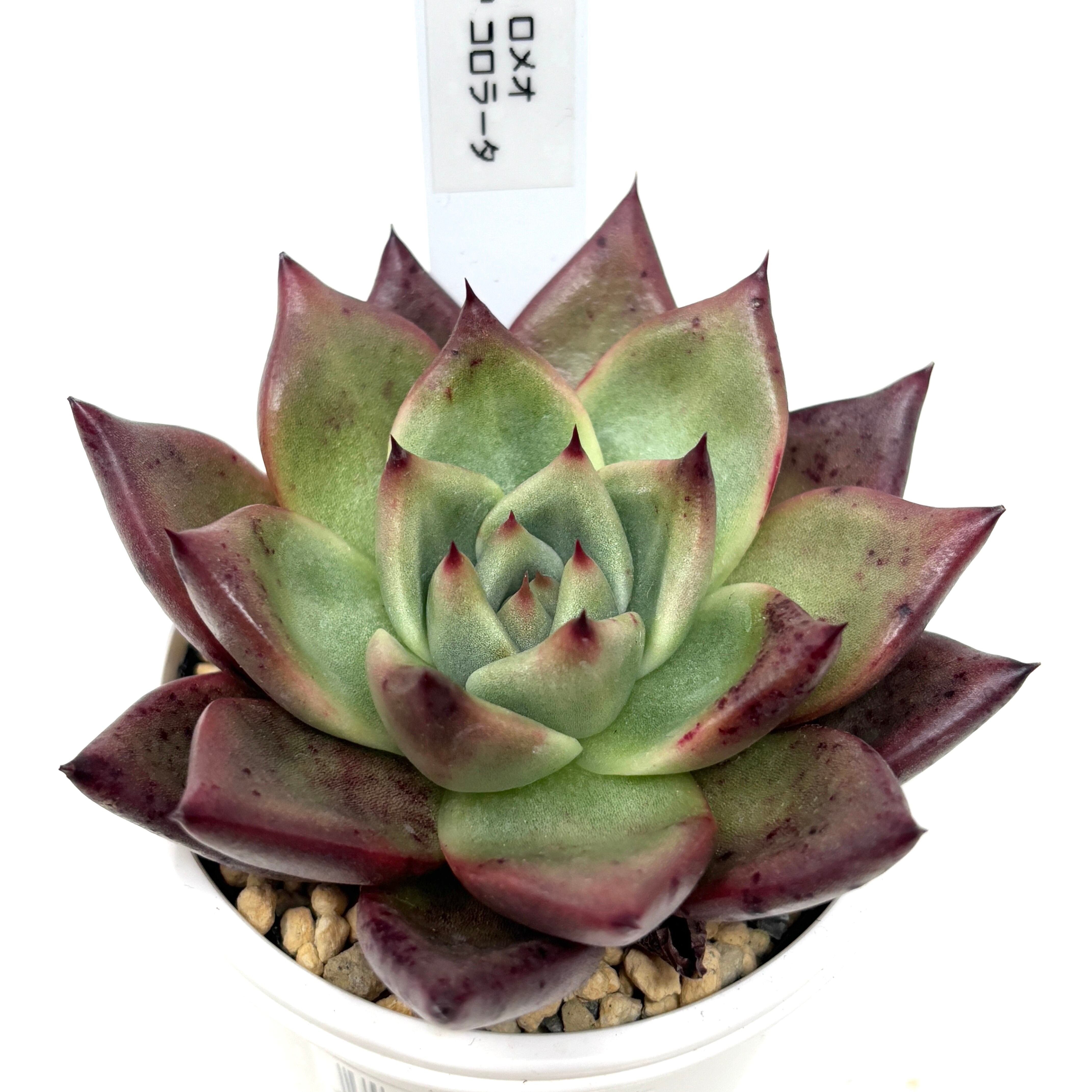 marumocoさん苗 エケベリア ♀ロメオ × ♂コロラータ【710】