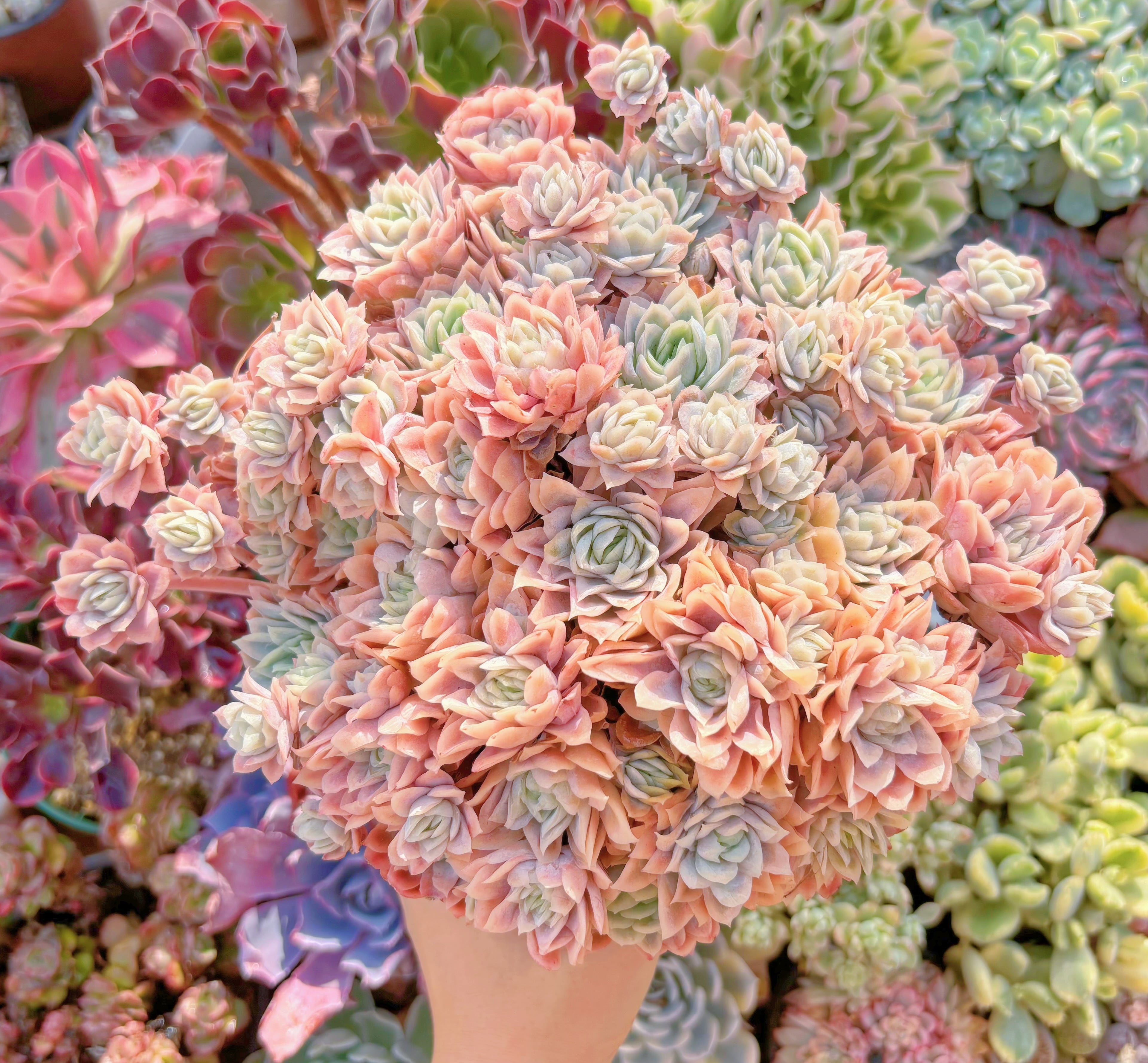 現品　クィーンローズ覆輪錦#867　特特大群生　新入荷